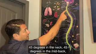 Spinal Curves