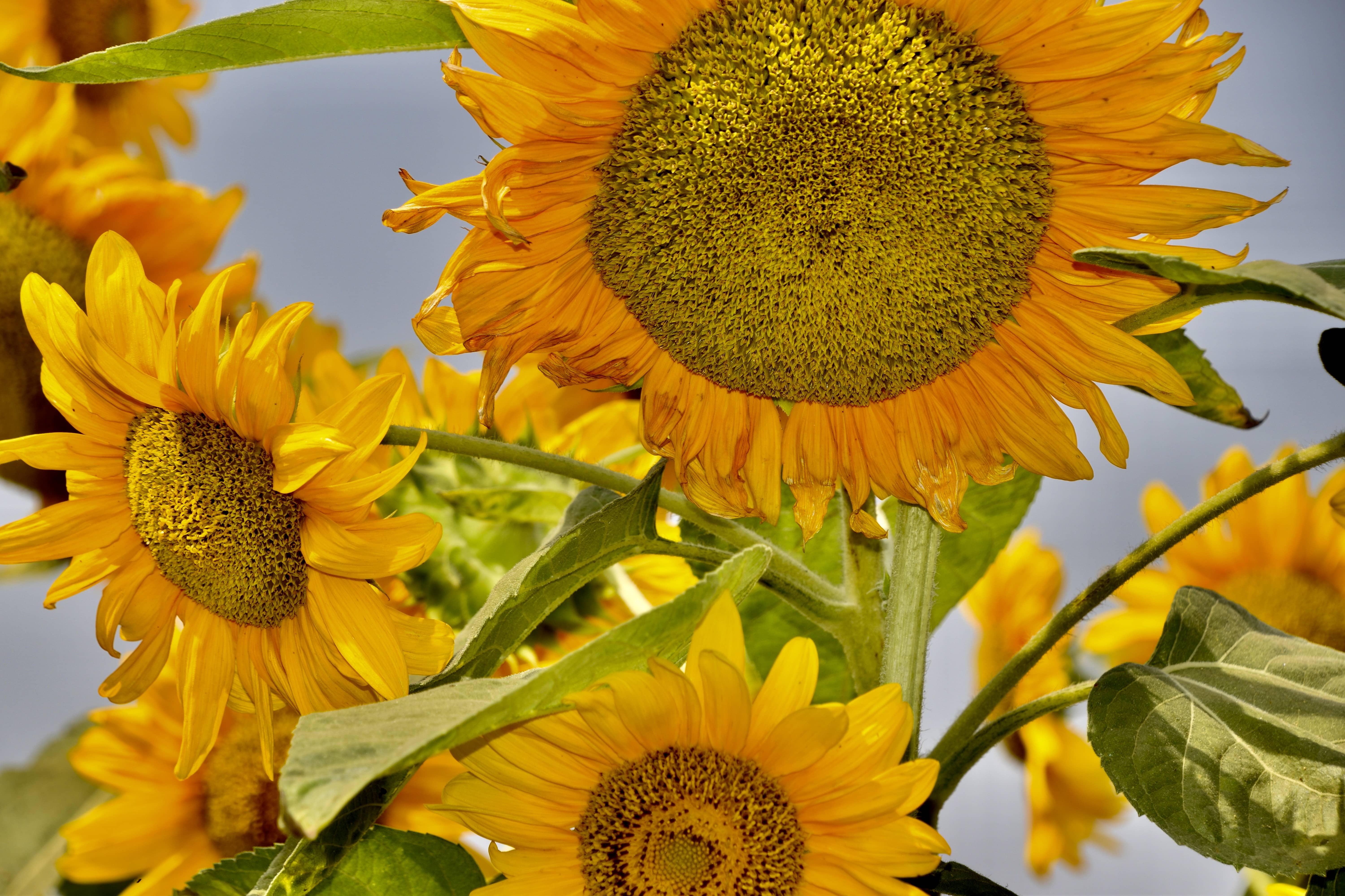 Flora