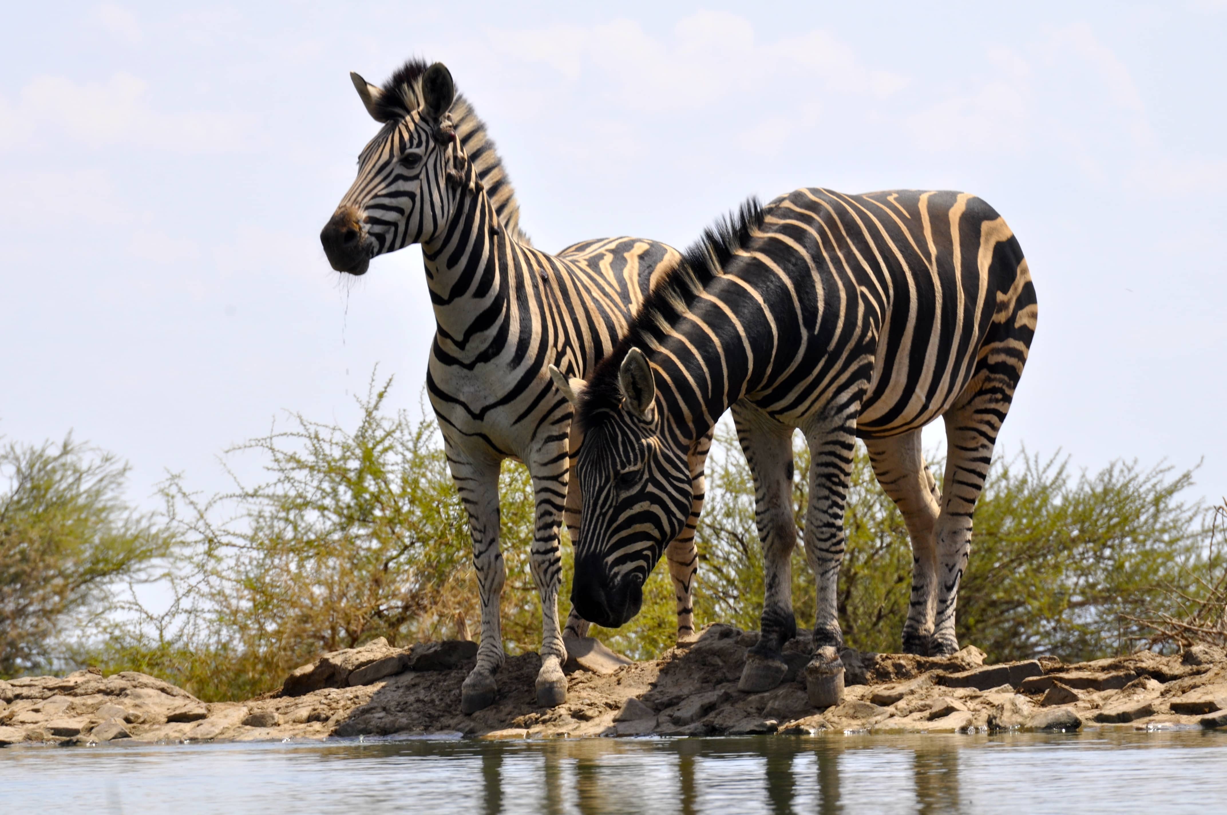 Animals