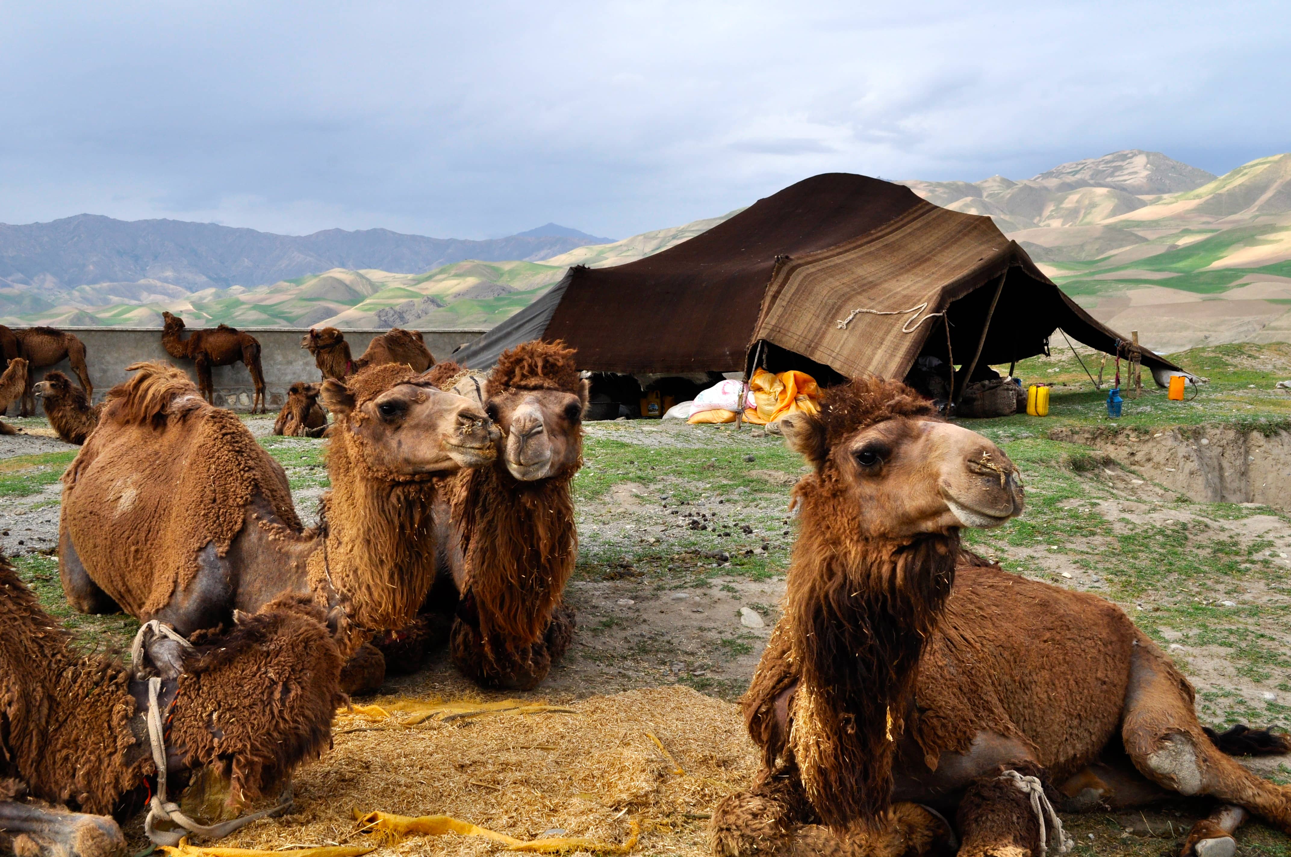 Camel Camp-Afghanistan