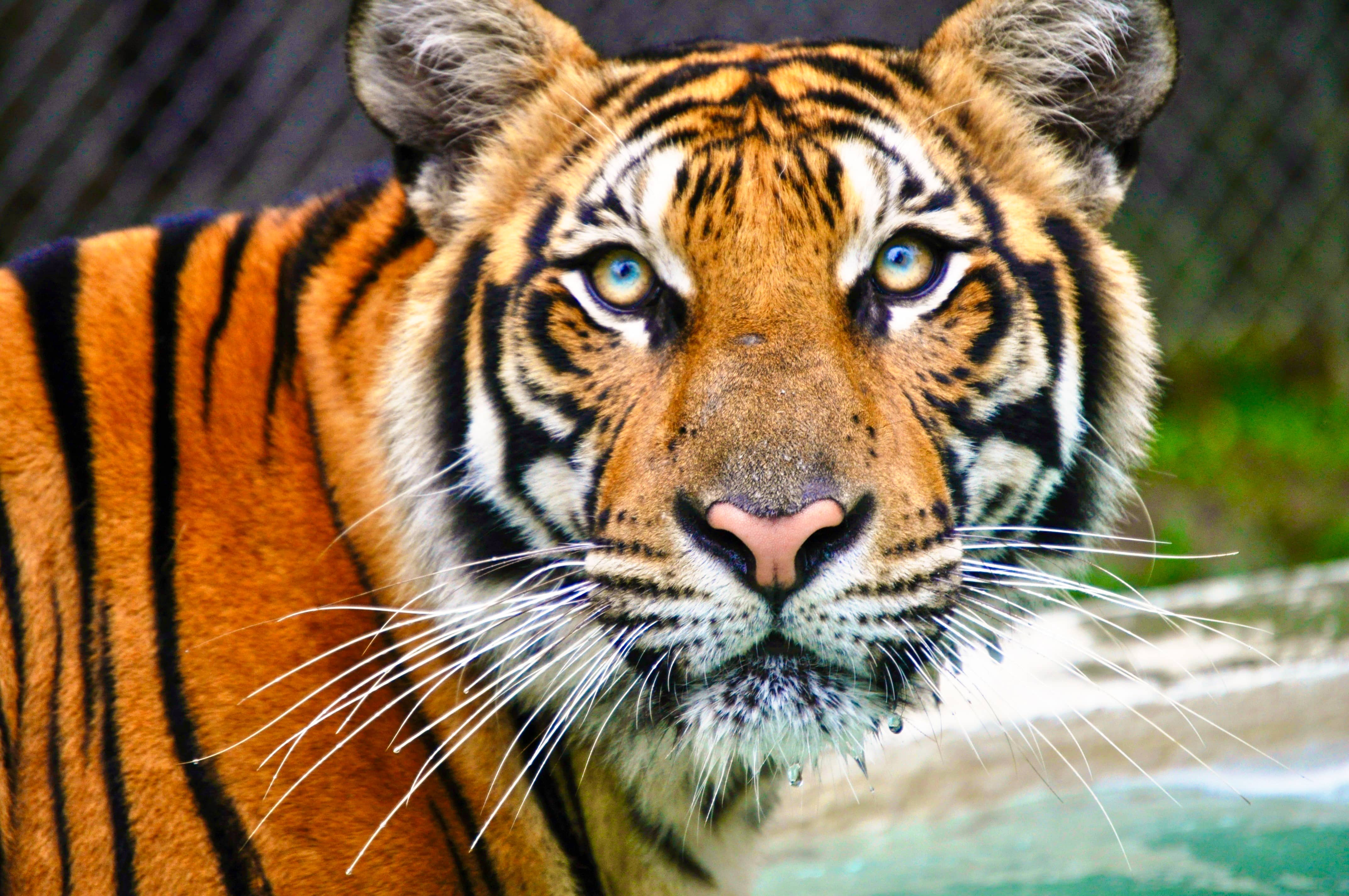 Green Eyes-Thailand