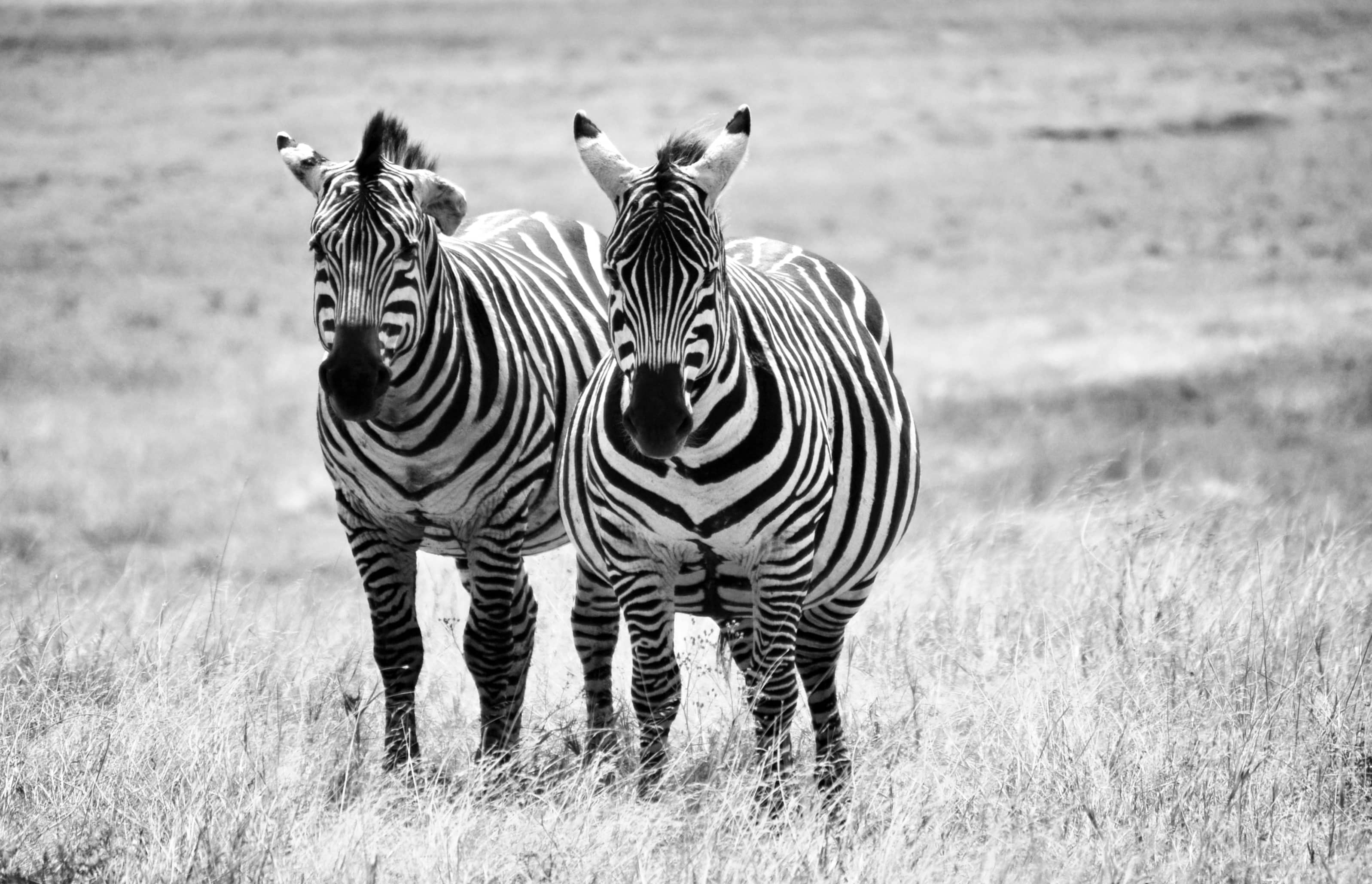 Black & White Forever.-South Africa