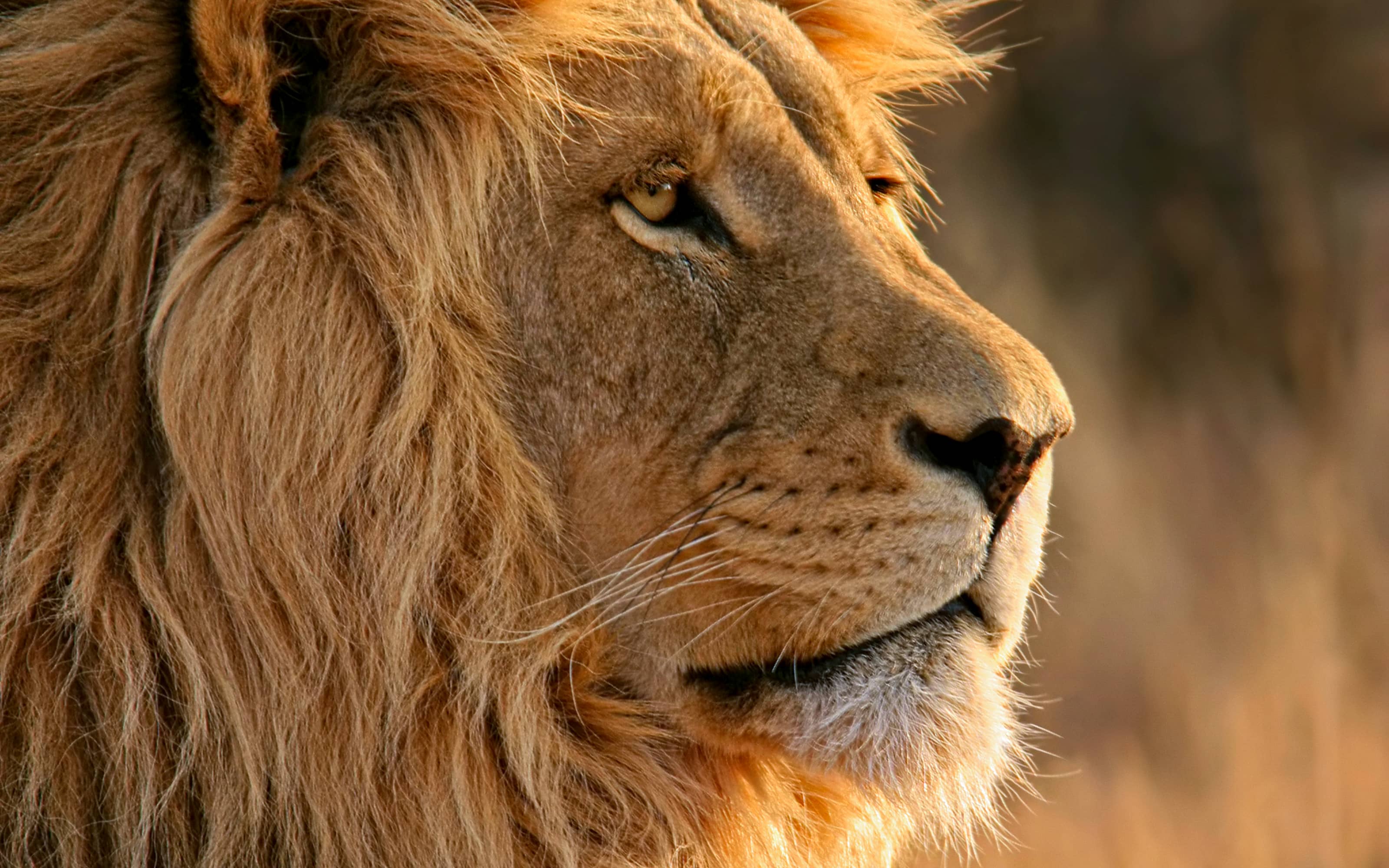 A King Looks-South Africa
