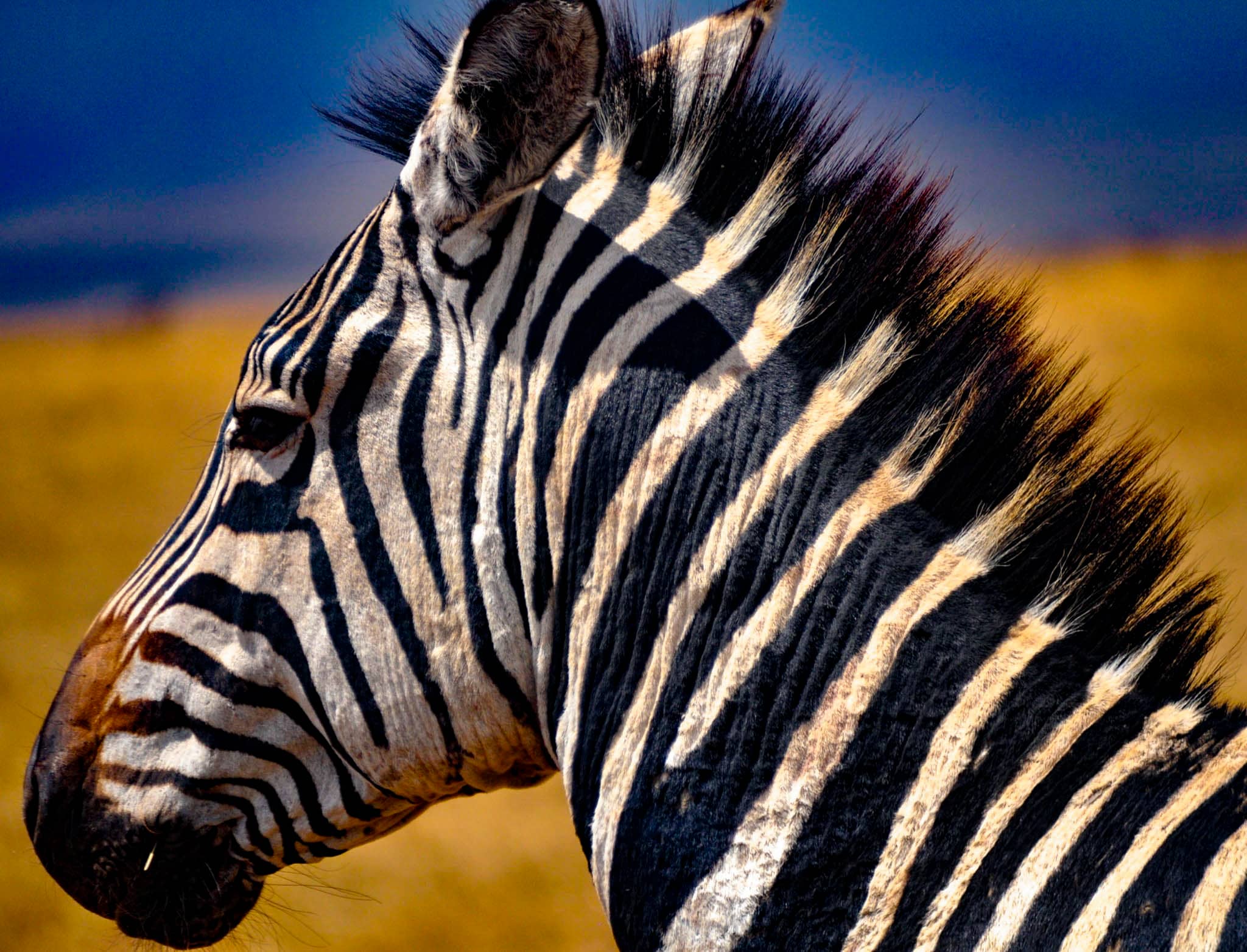 Zees Profile-South Africa