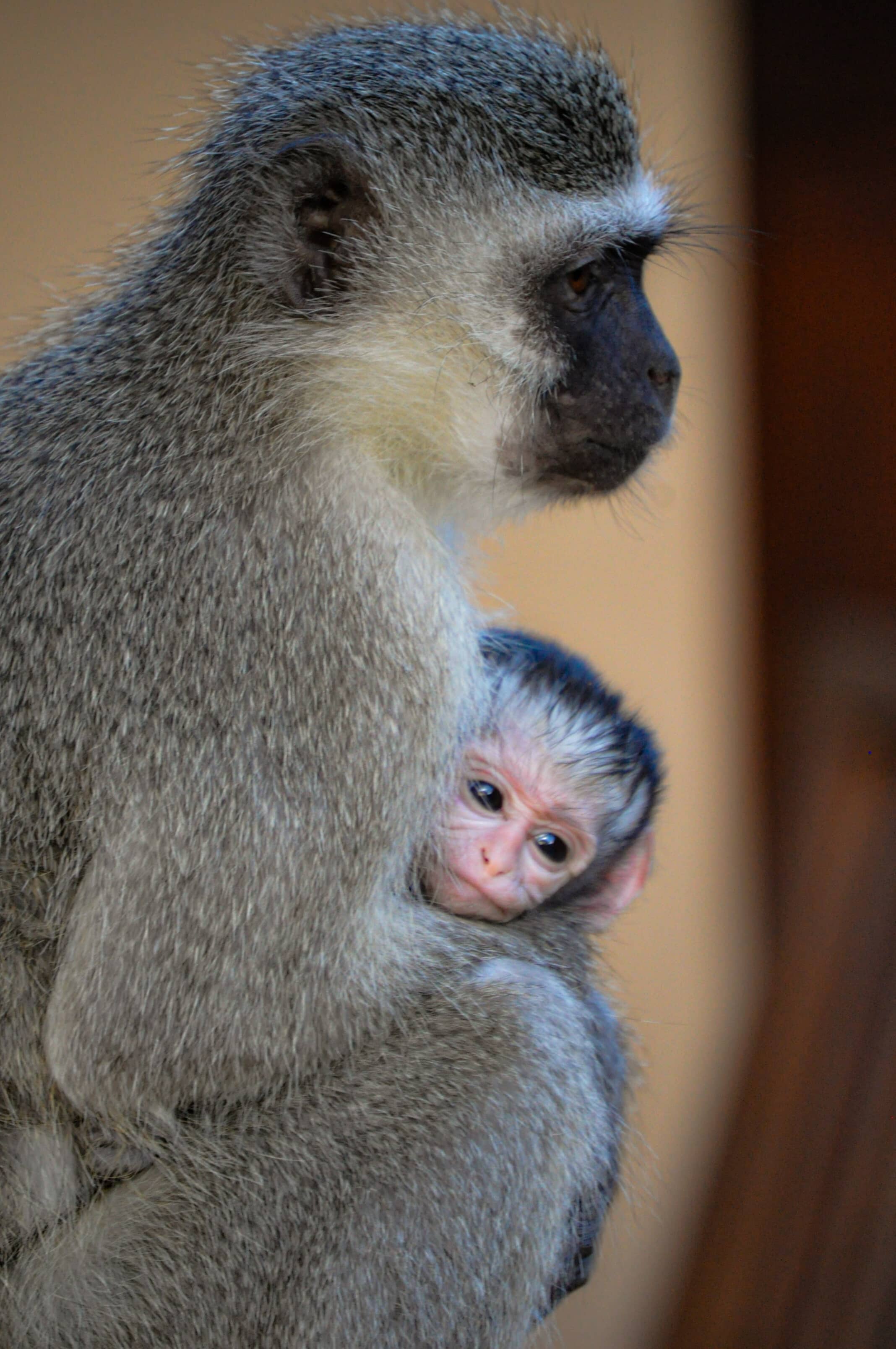 Protected-South Africa