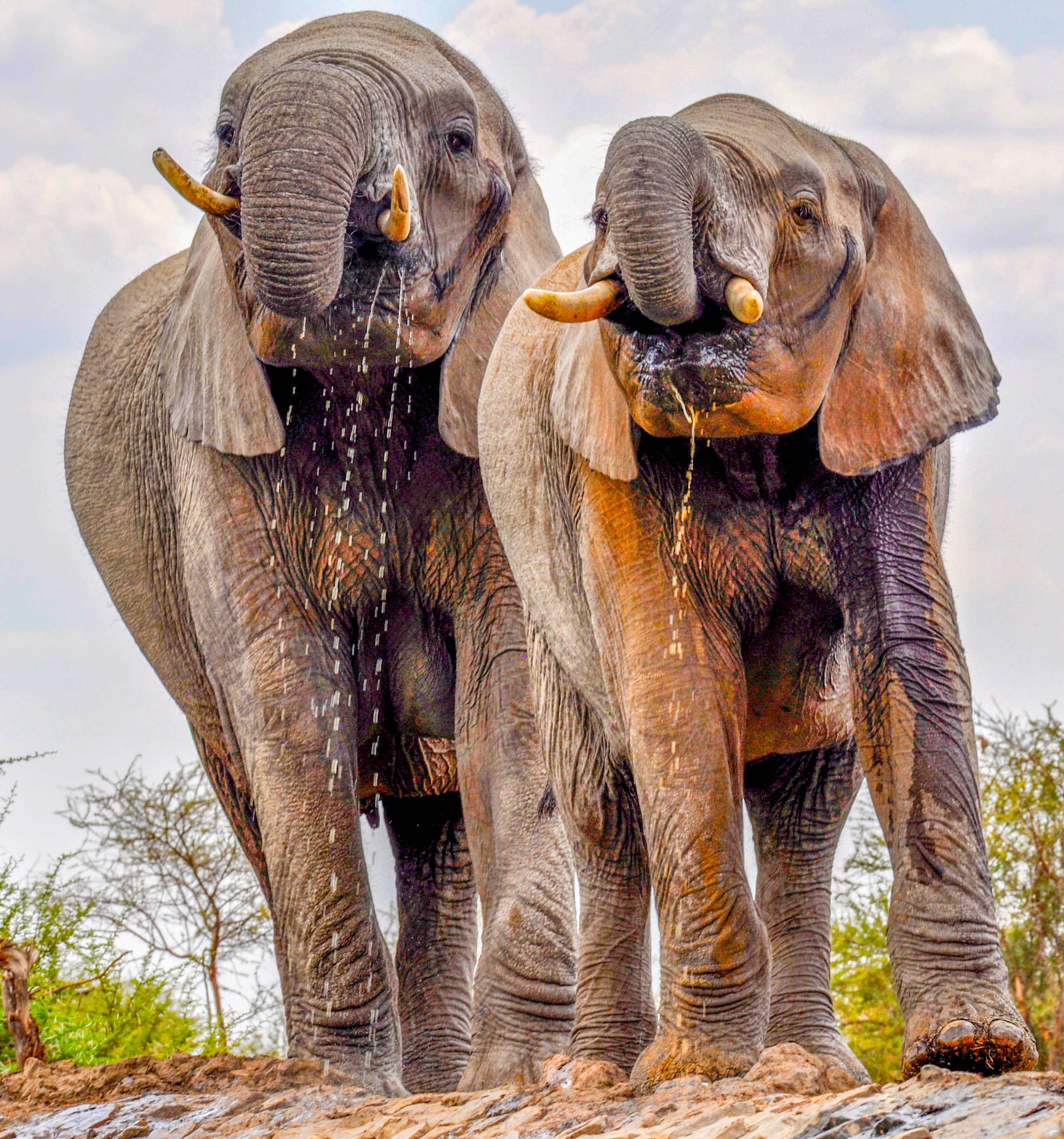 A Couple Drinks-South Africa