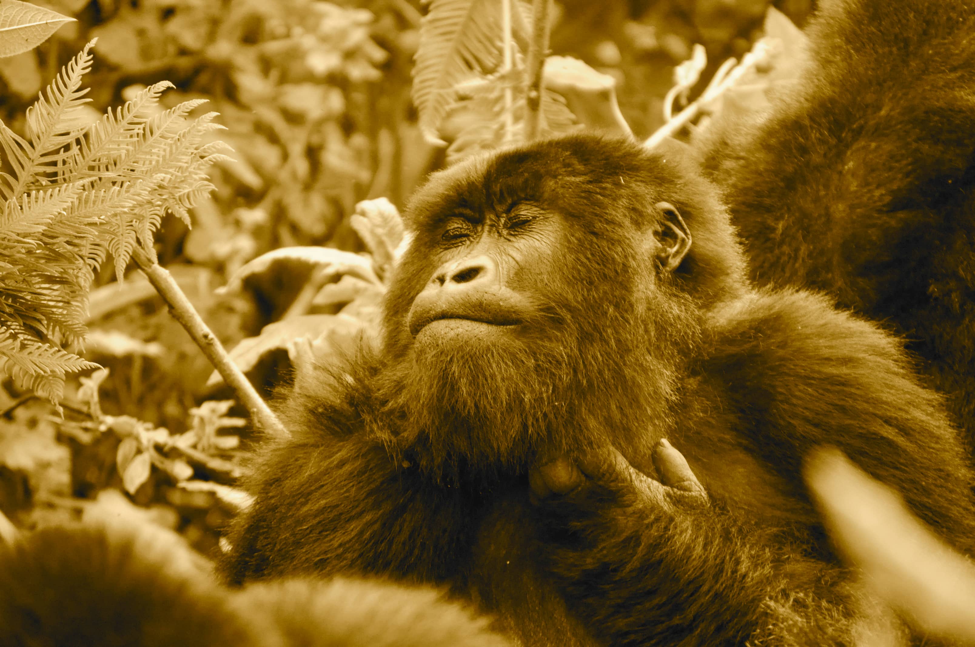 Satisfying Scratch.-Rwanda