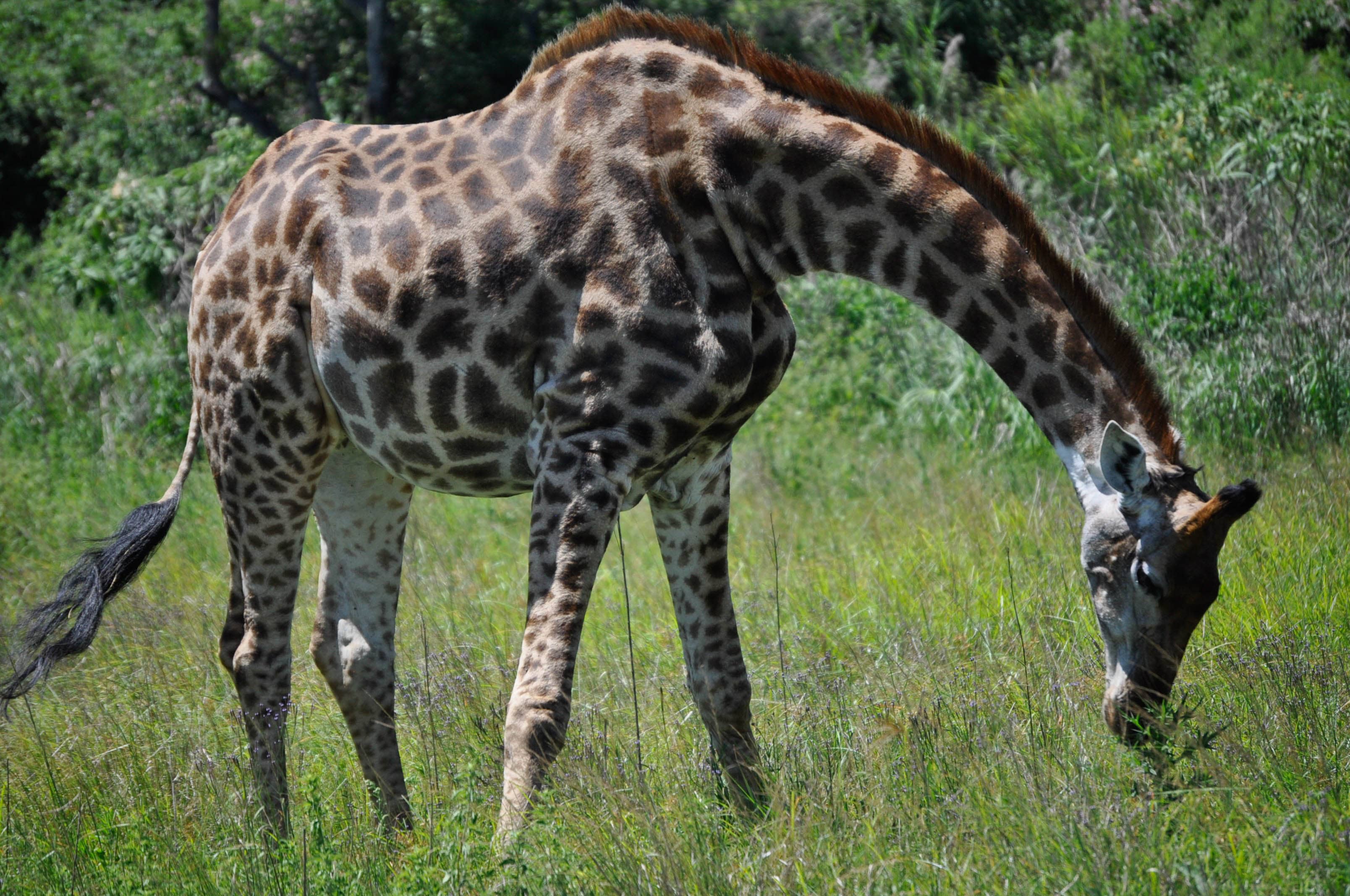 Bending to Graze-South Africa