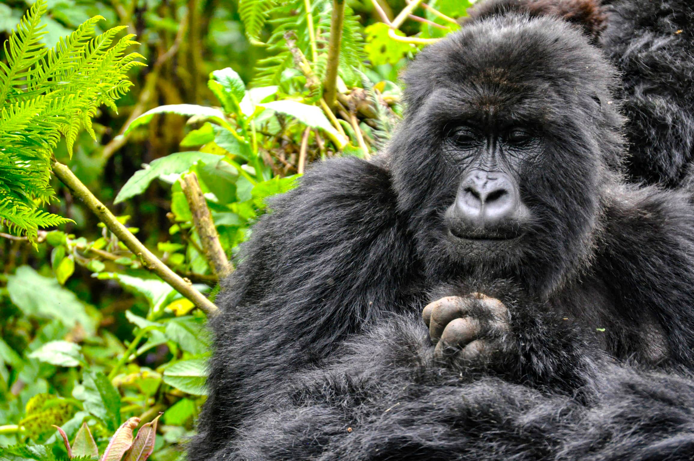 Pensive-Rwanda
