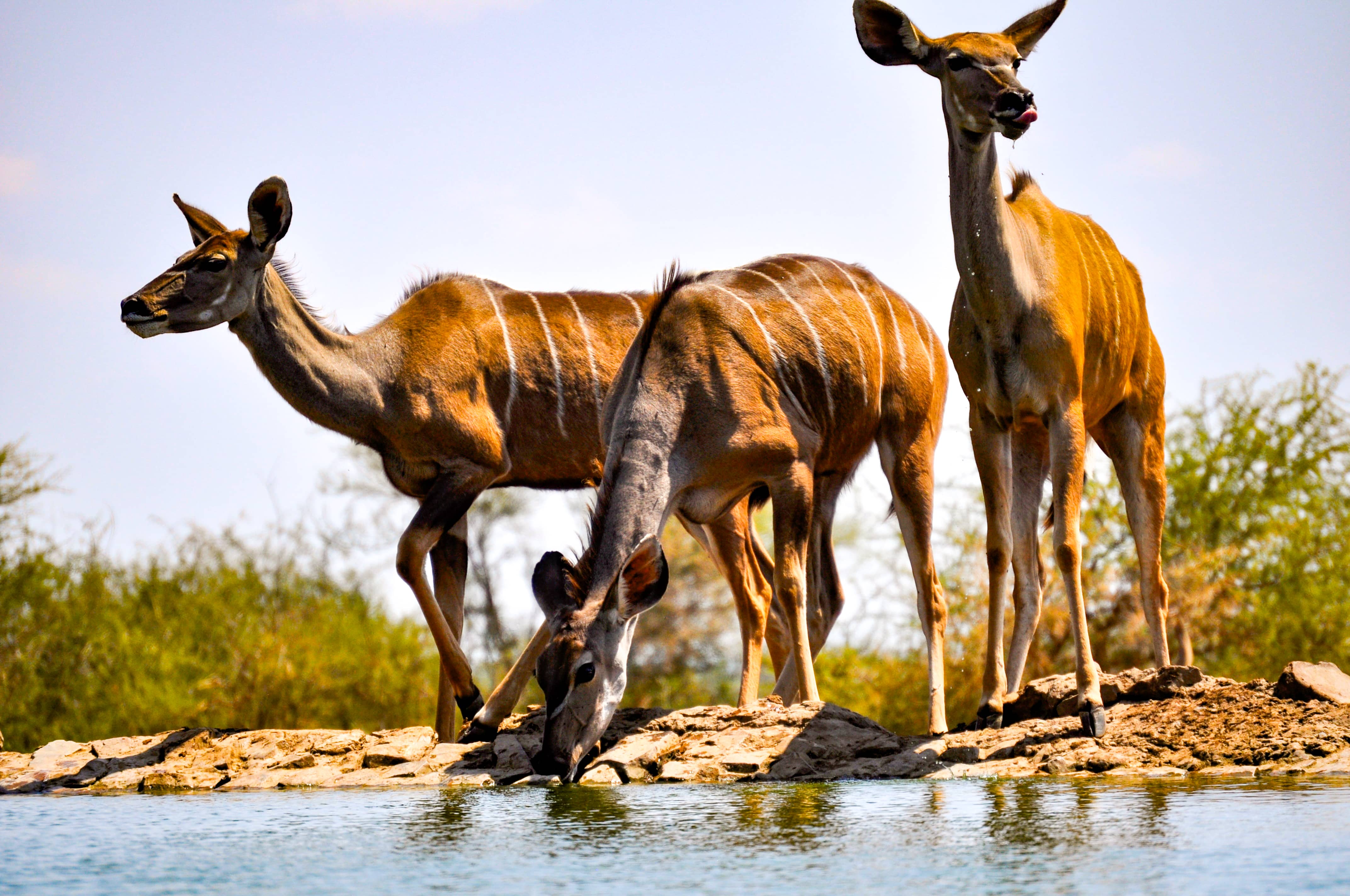 Refreshing-South Africa