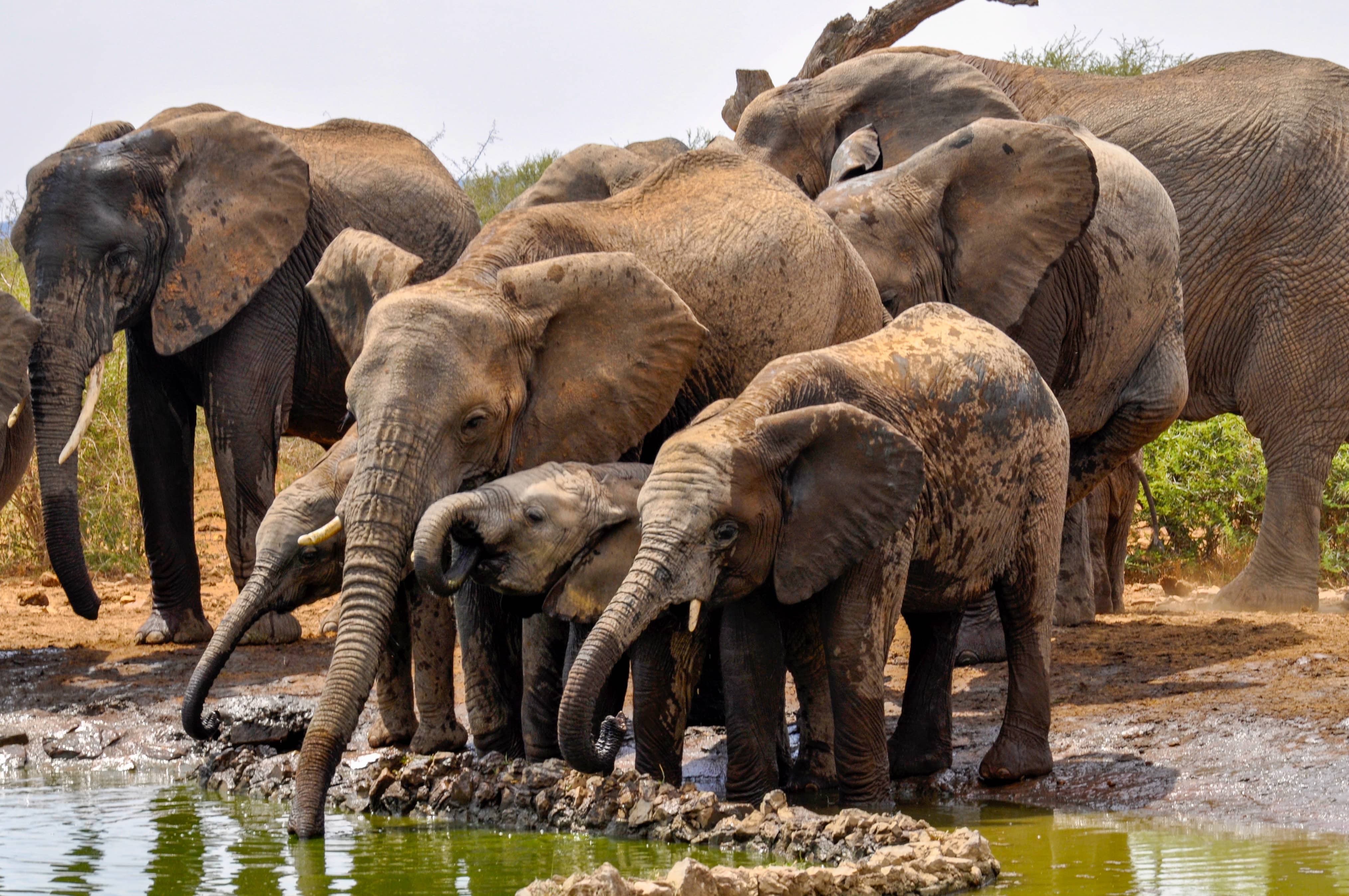 Family Crowded Waterhole-South Africa