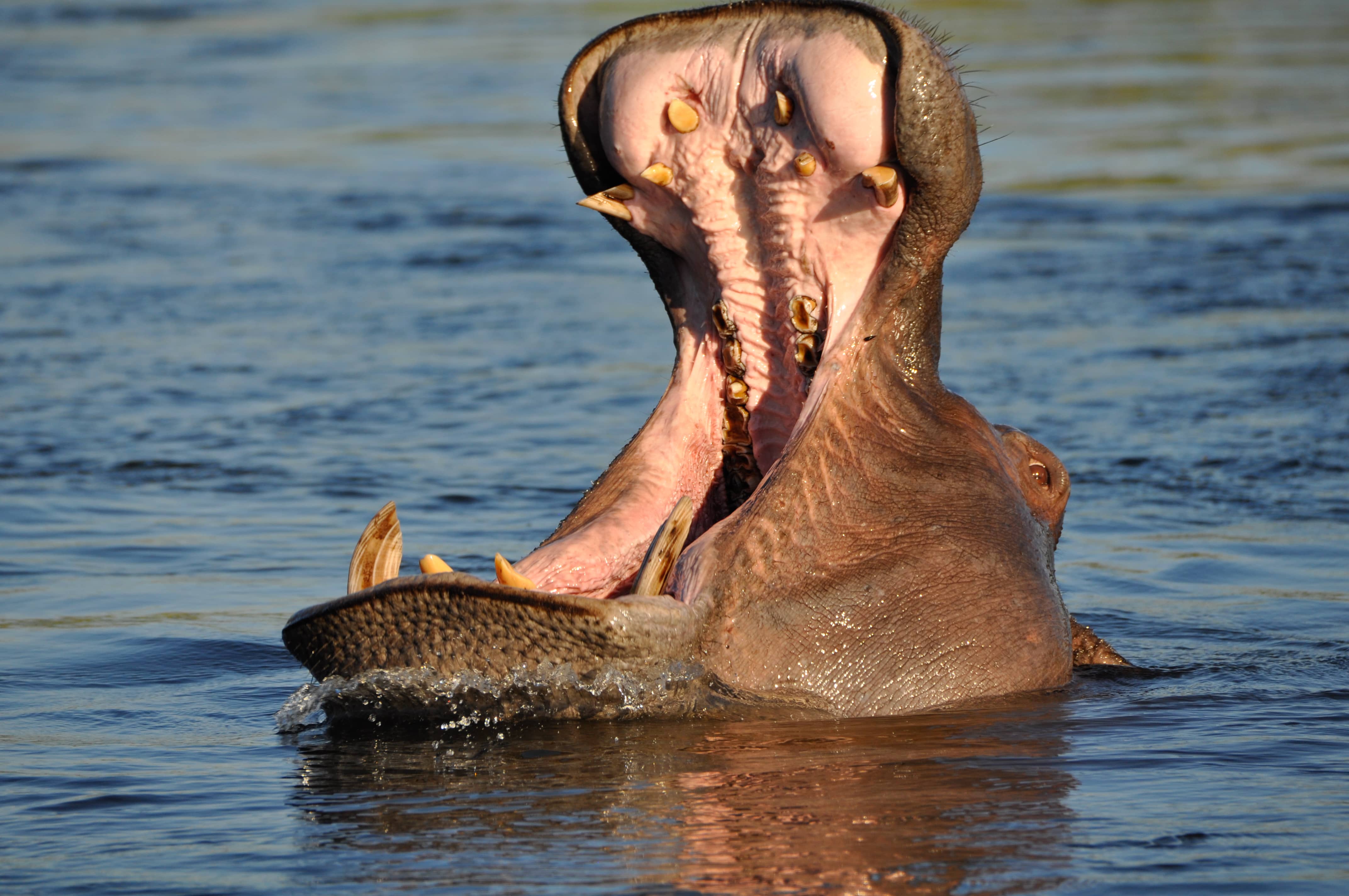 Open Wide-Zambia