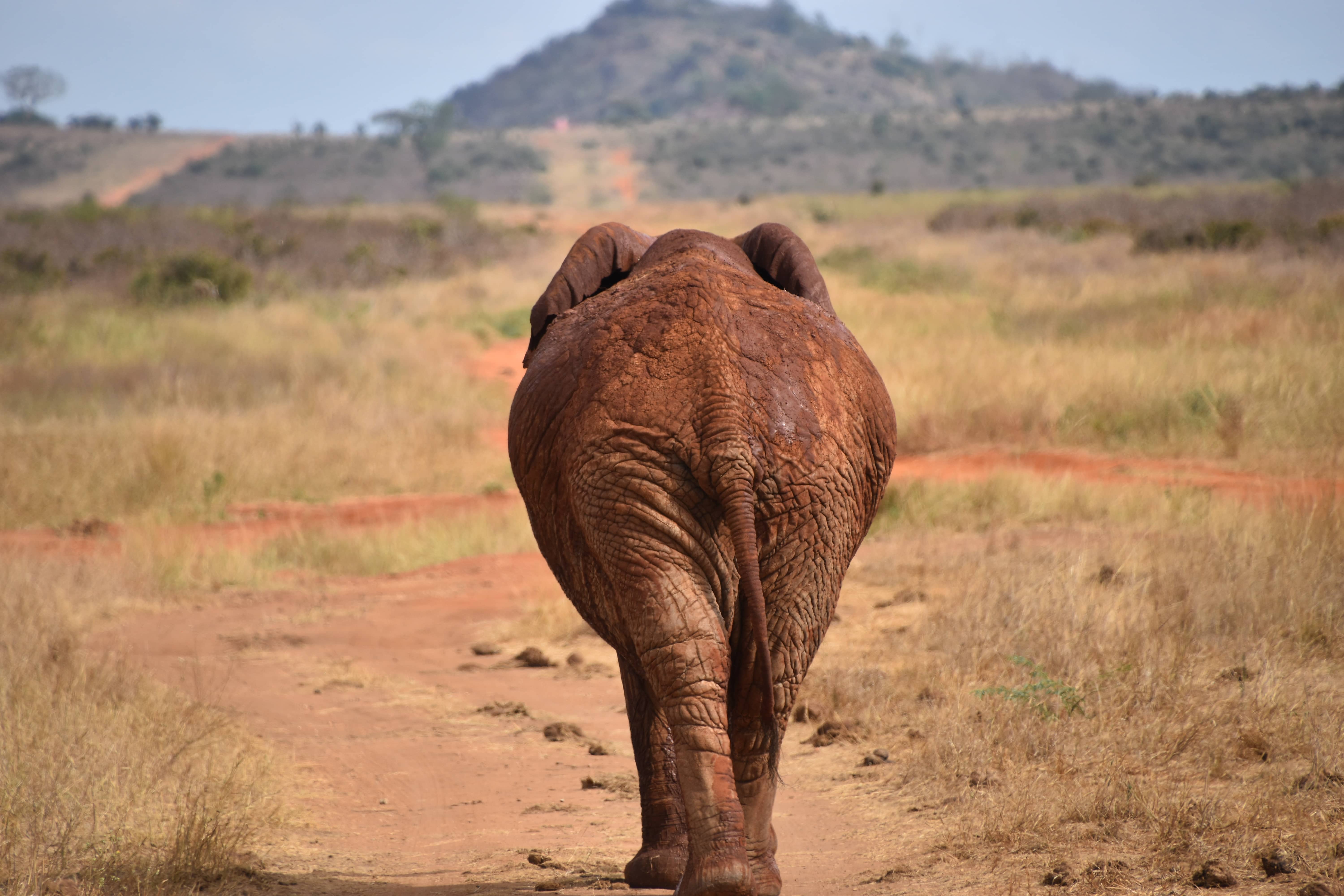 Going Home-Tanzania