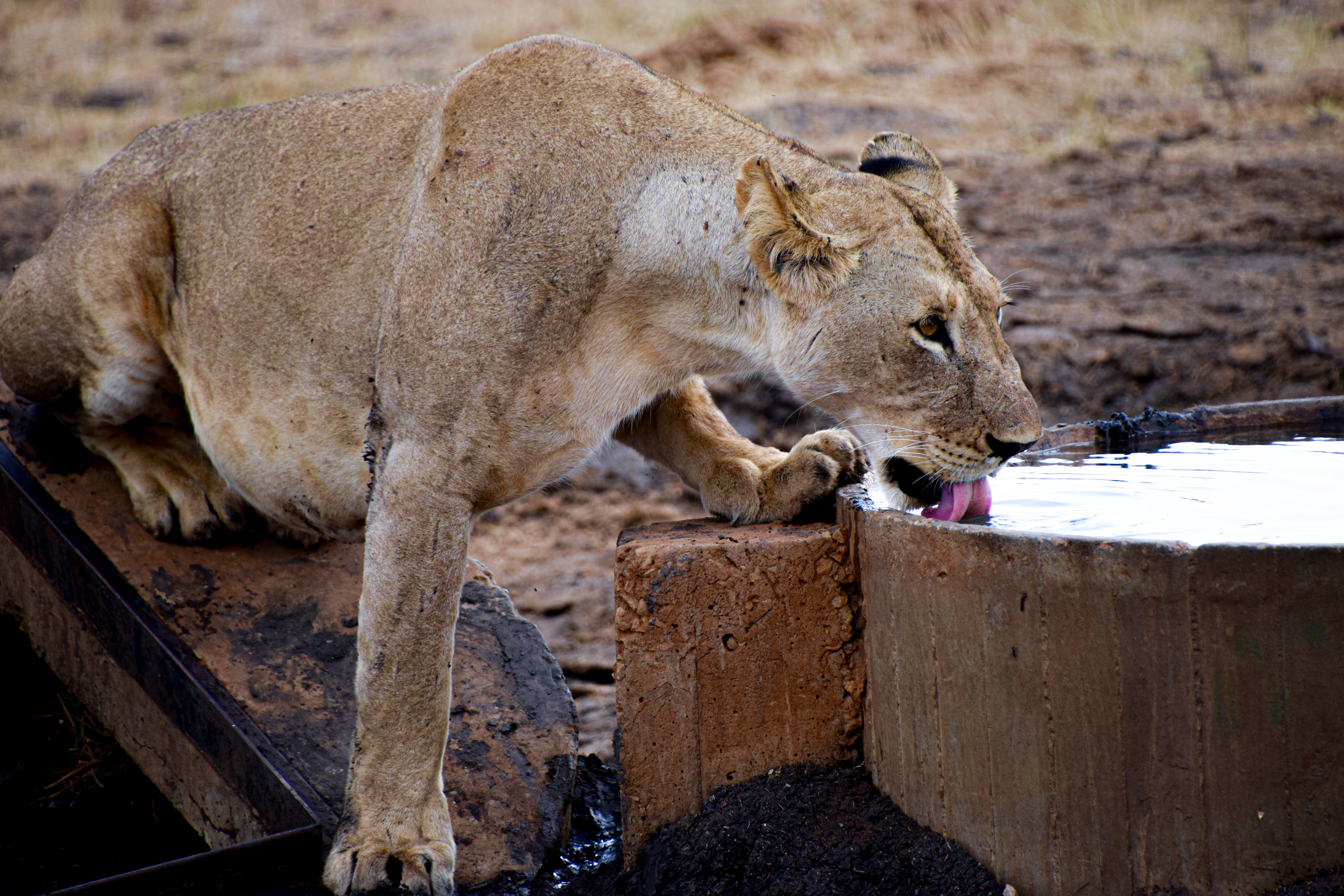 Just a Lick-Tanzania