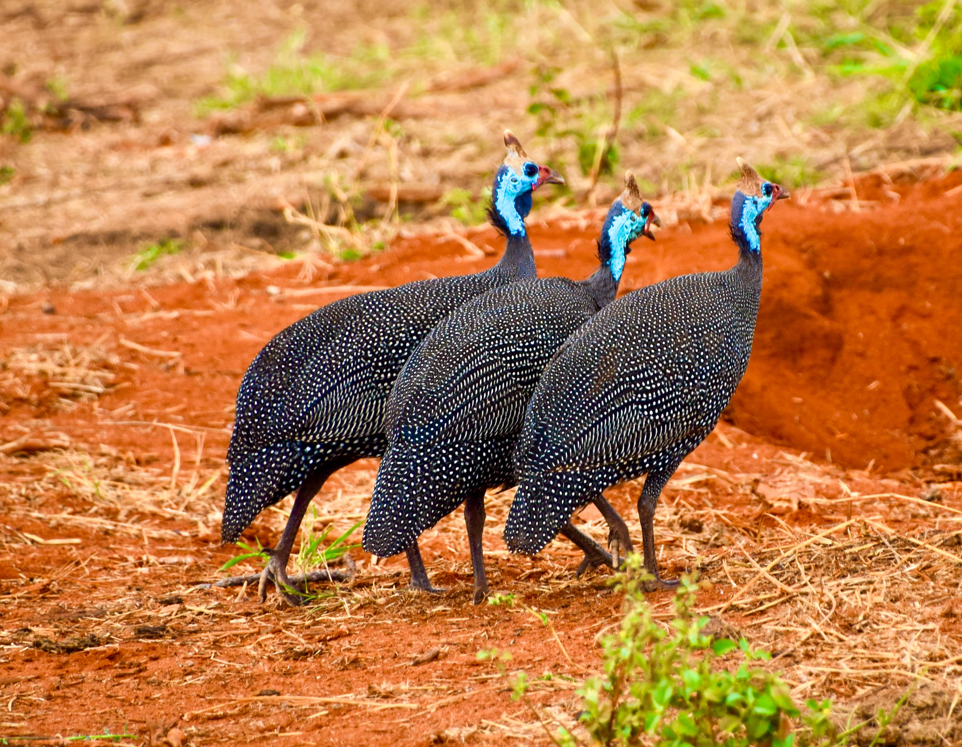 Triple G Fowl-Tanzania