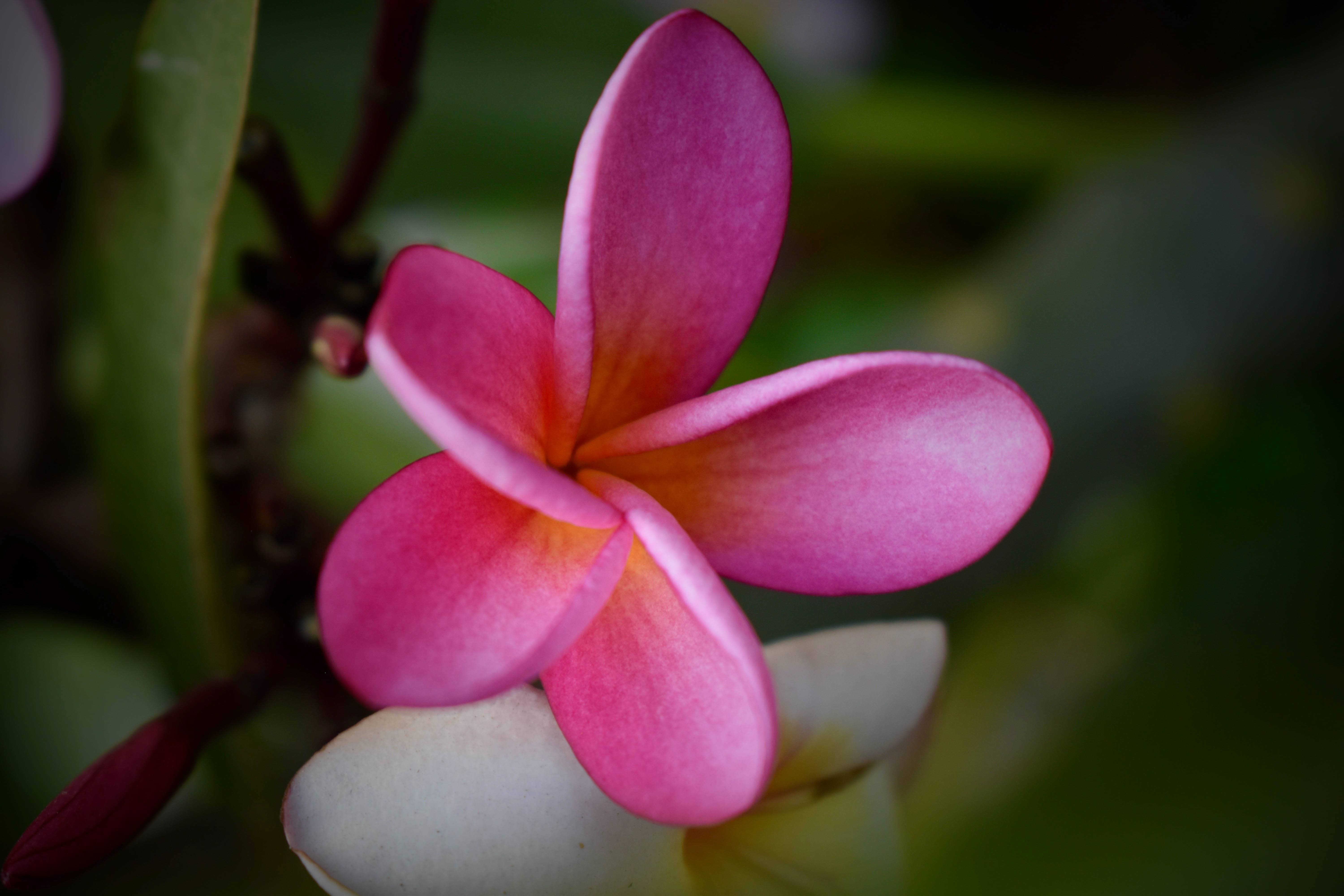 Pink Magie-Ethiopia