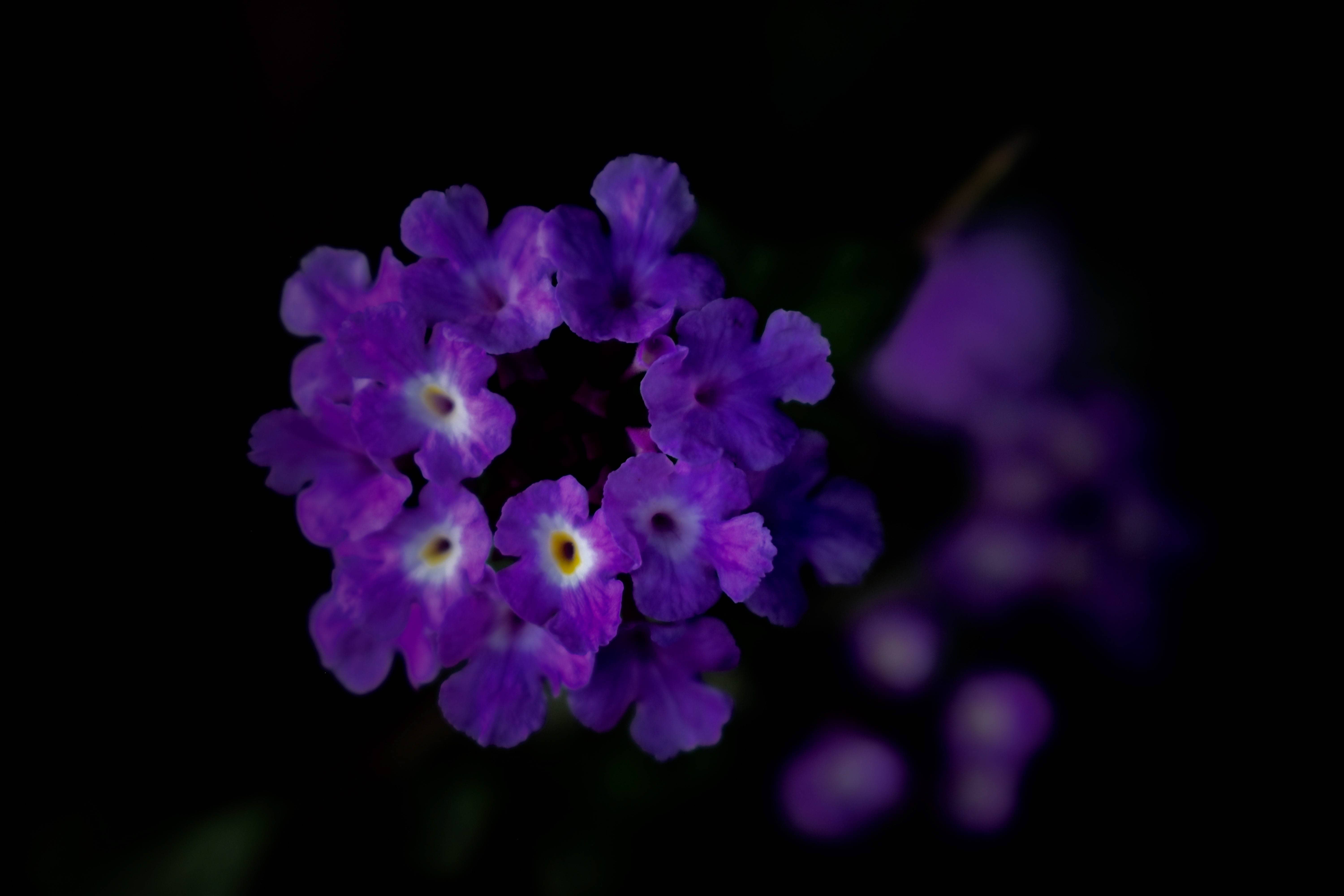 Midnight Purple-Ethiopia