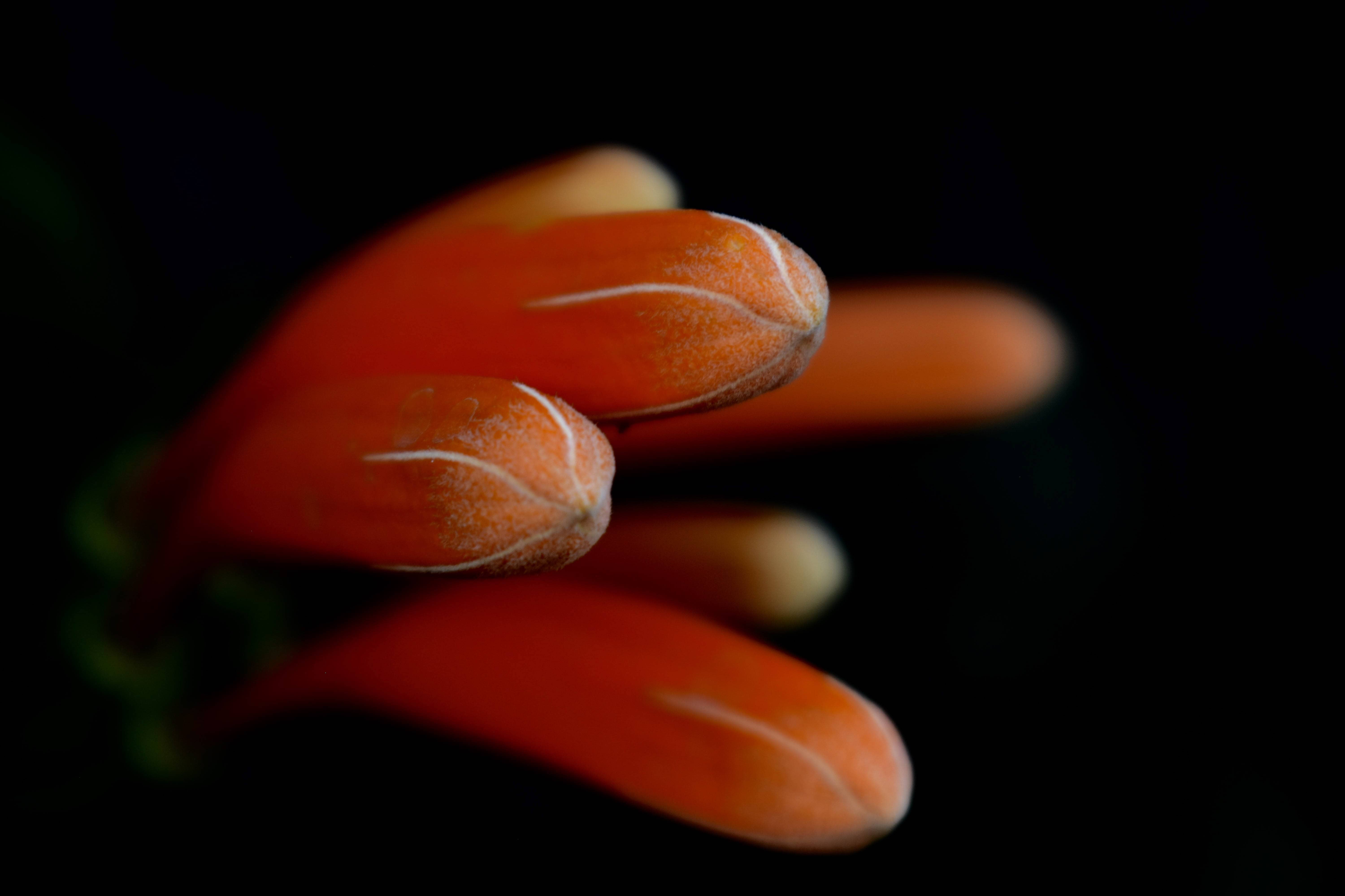 Orange Burst to Bloom-Ethiopia