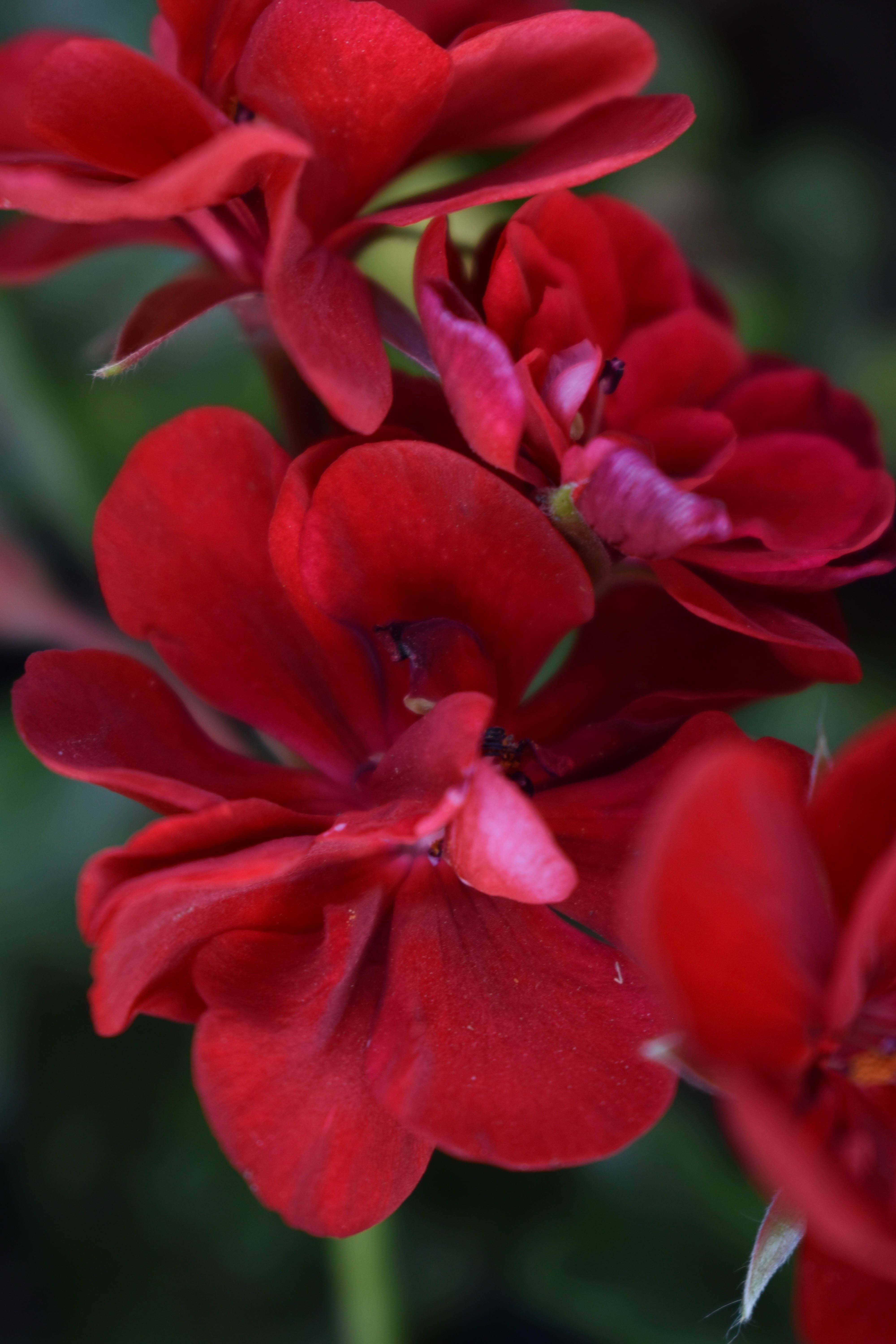 Lovely Red-Ethiopia