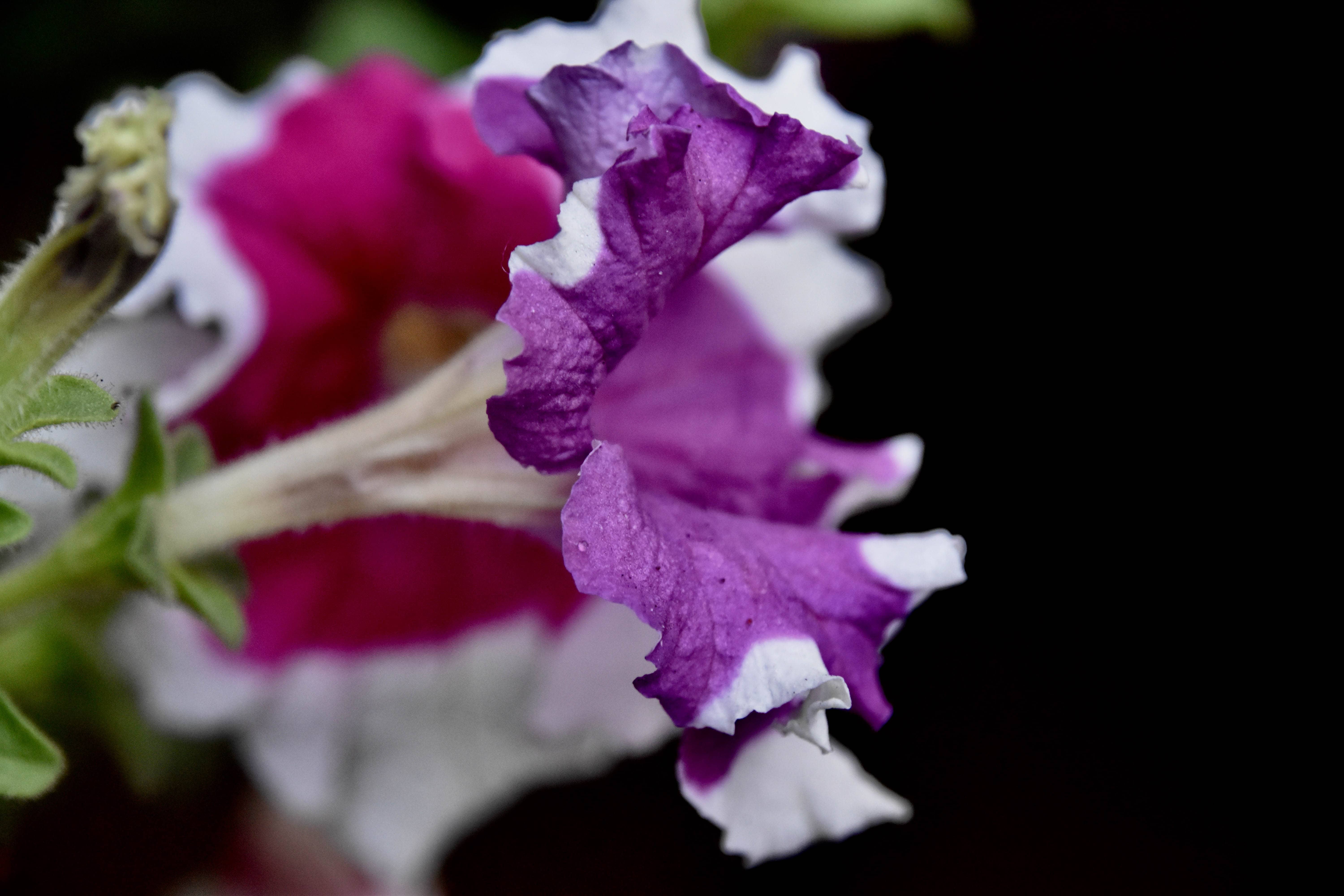 Purple & Pink Left-Bangladesh
