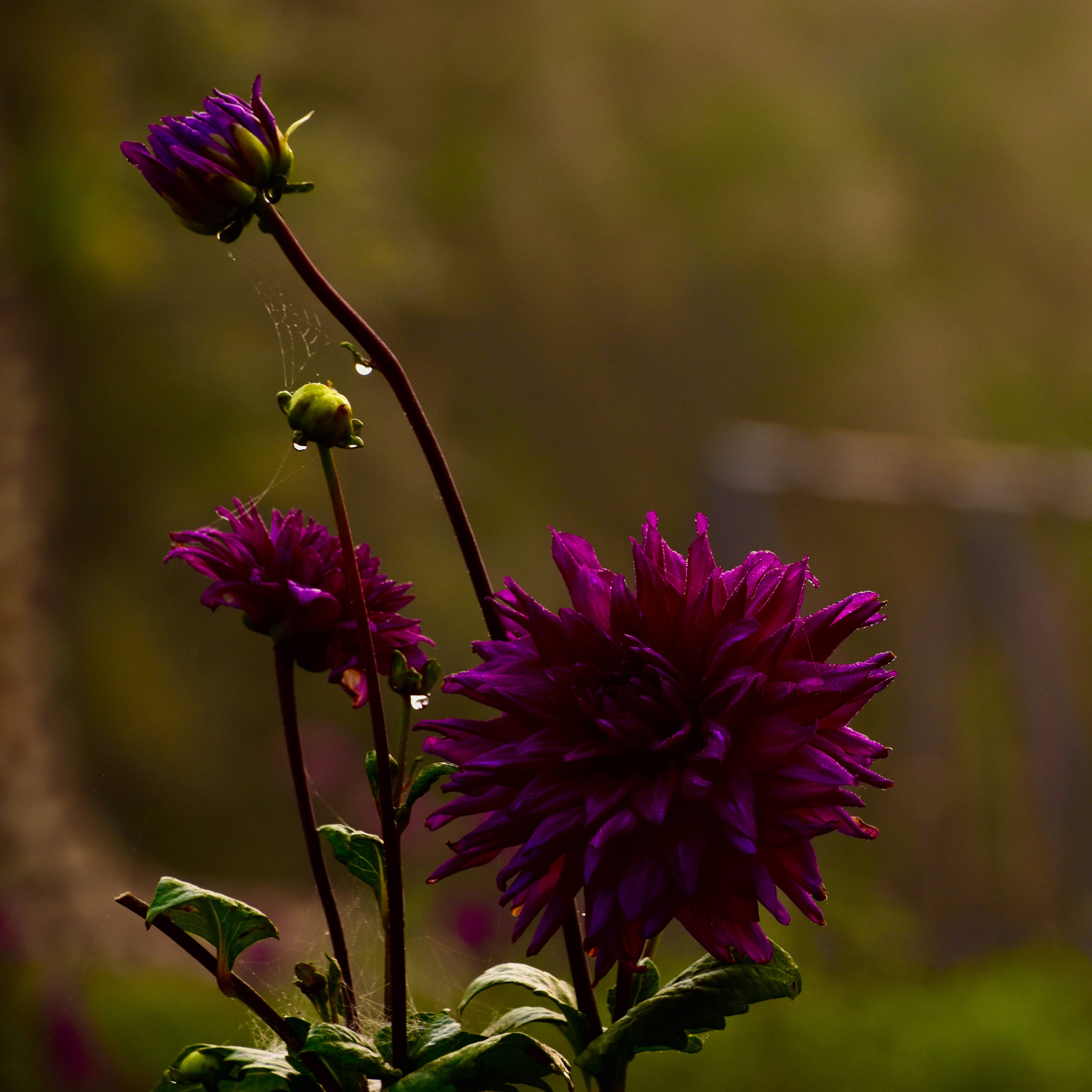Morning Dew Purple-Bangladesh