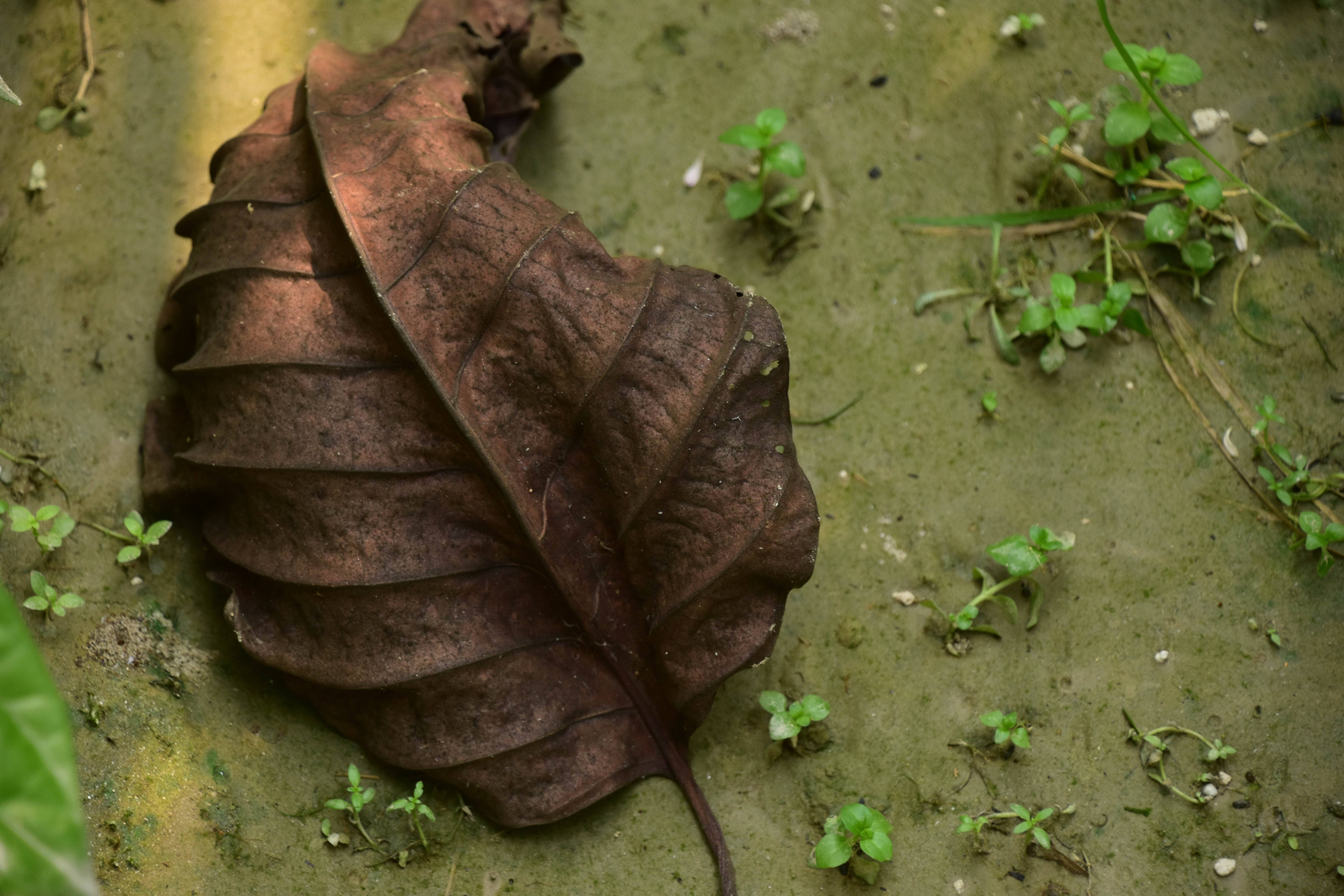 Brown Beauty-Sierra Leone
