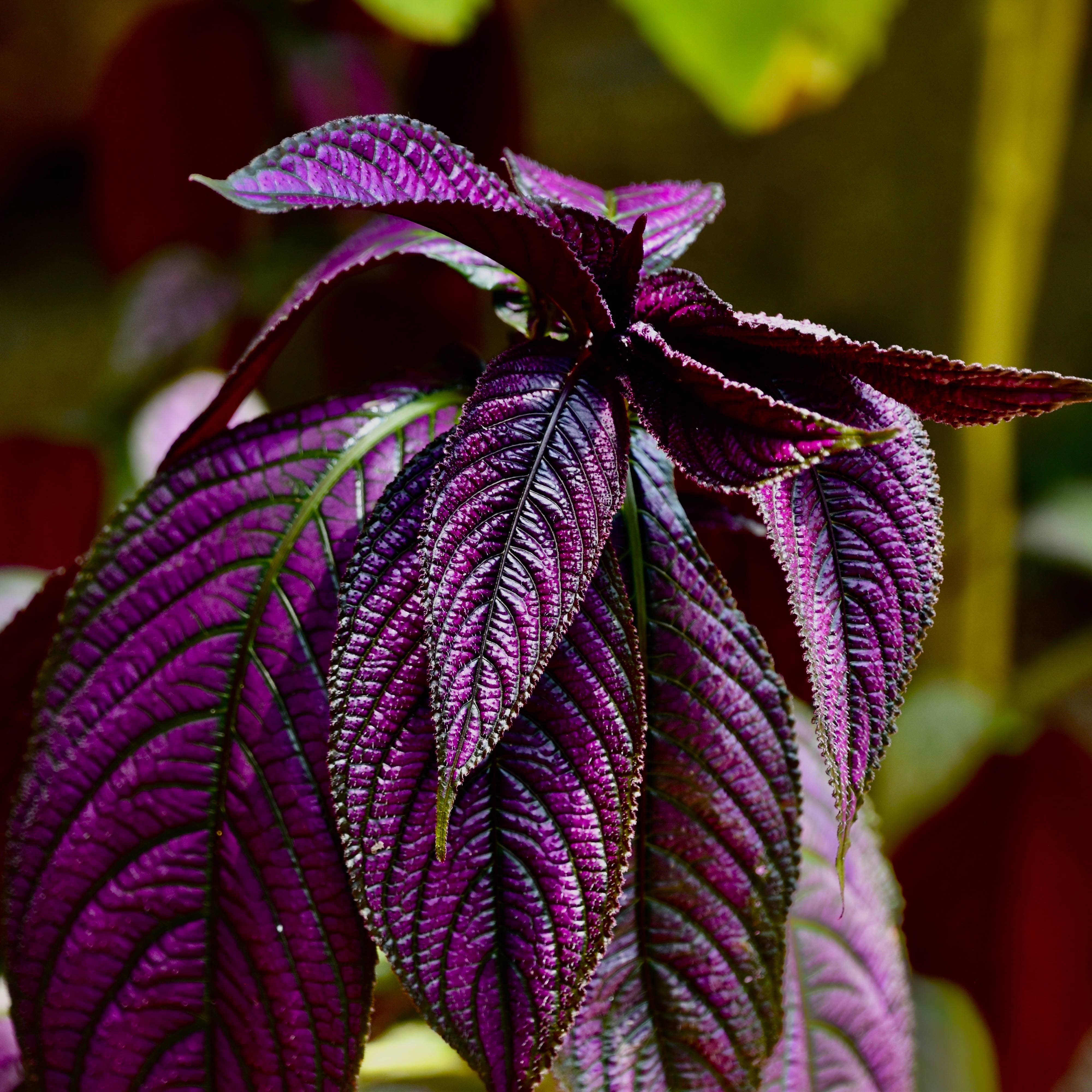 Purple Passion-Sri Lanka