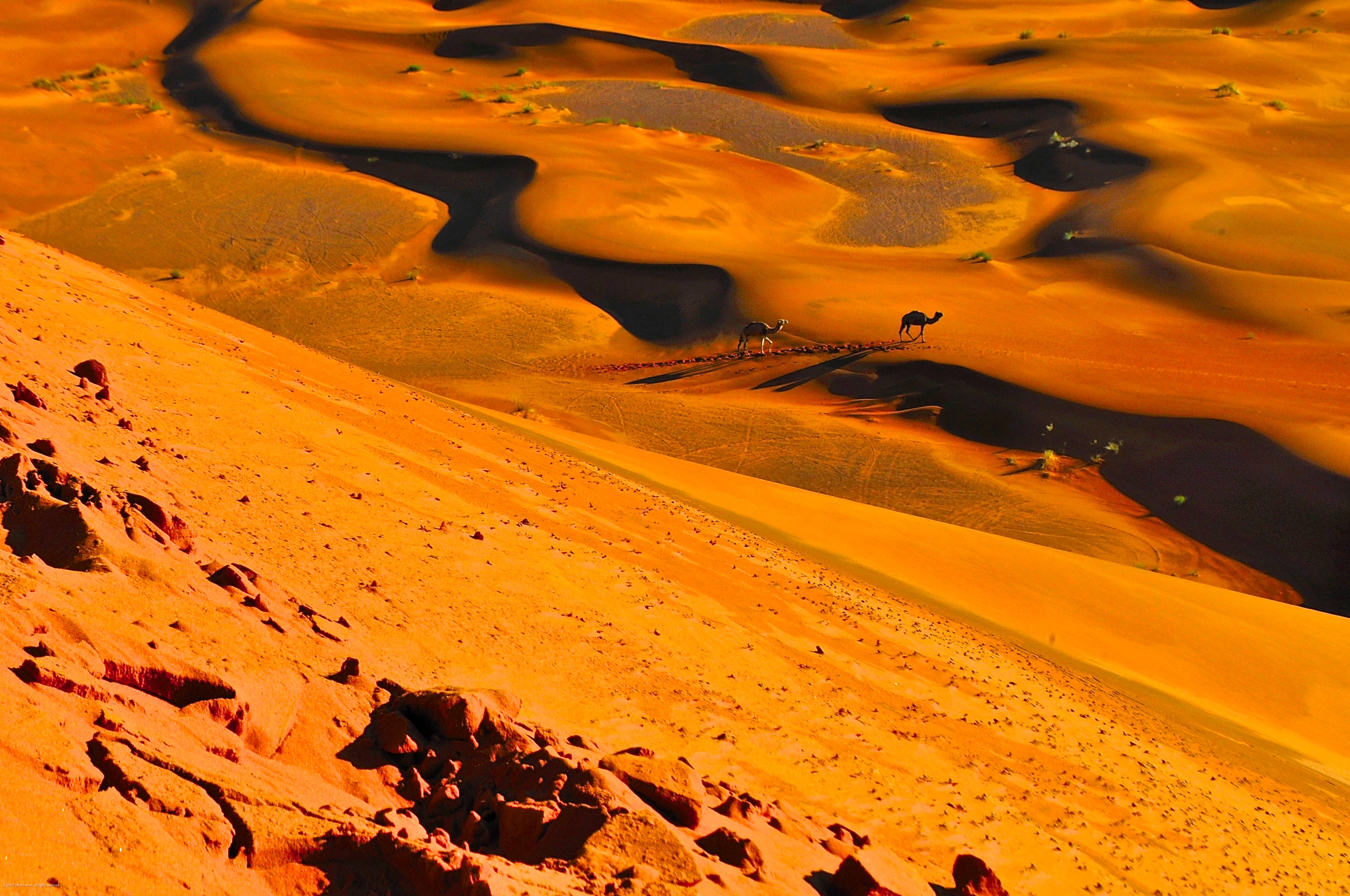 Desert Camels-Morocco