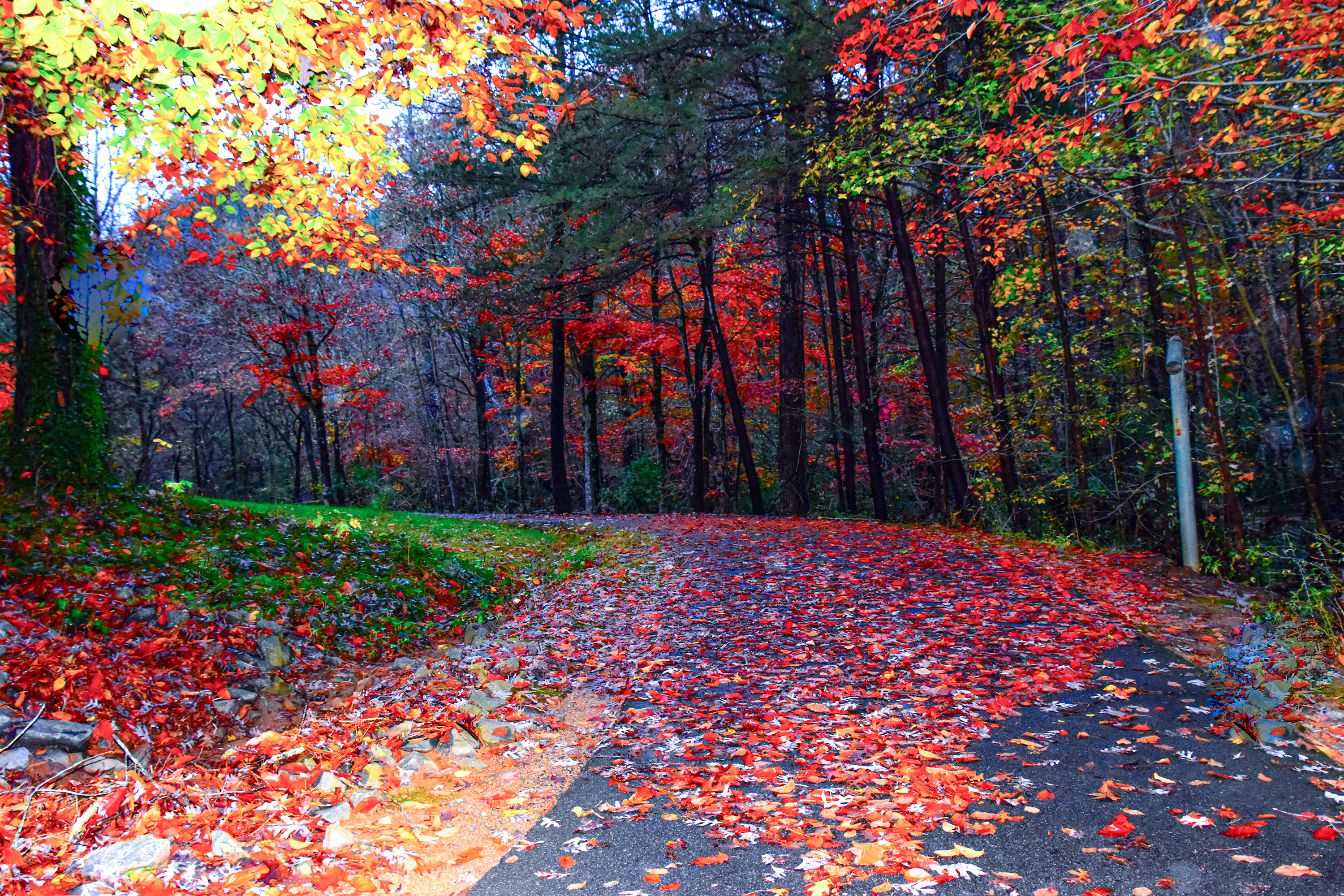Real Colorfall-Charlotte