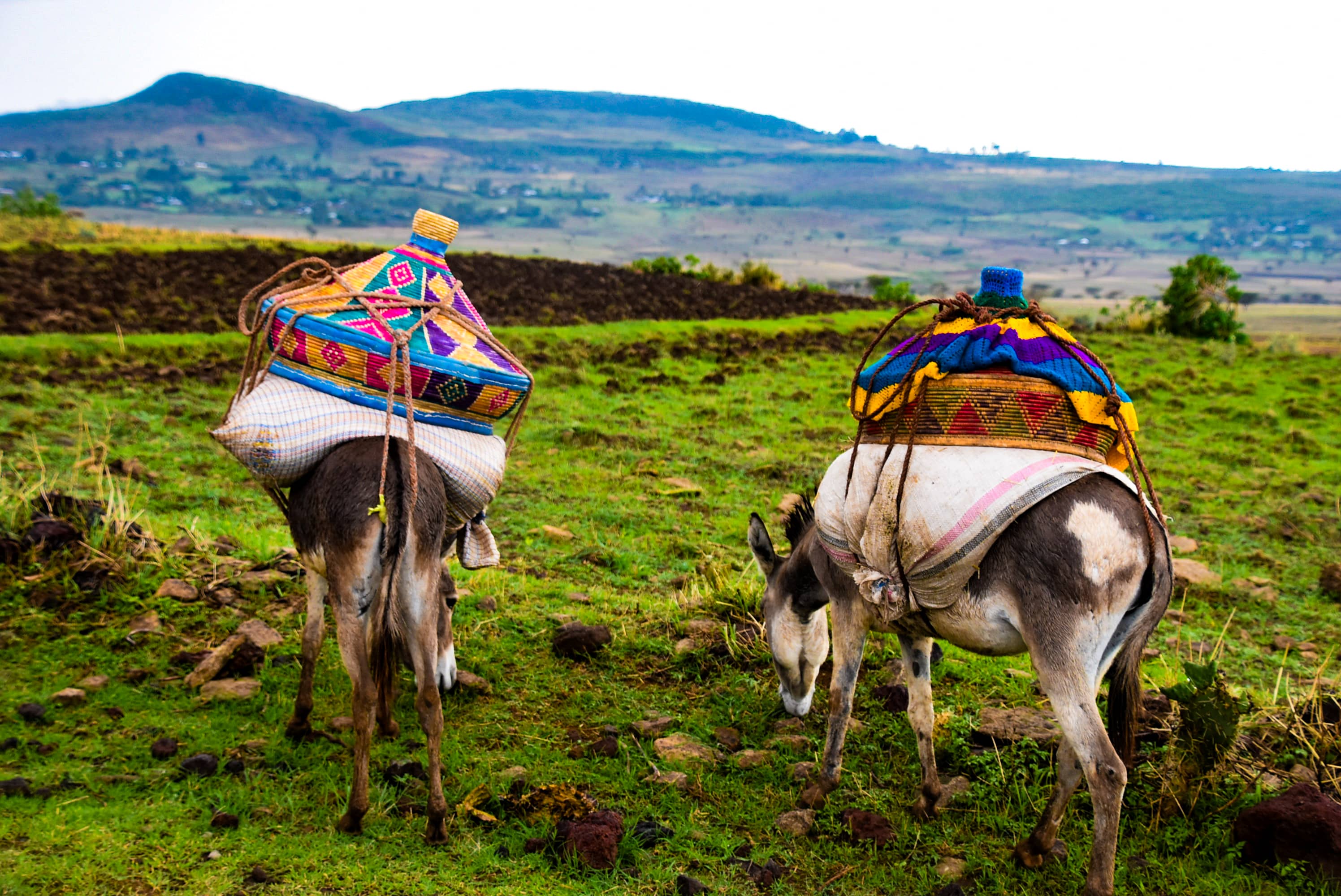 UberEat Donkeys-Ethiopia