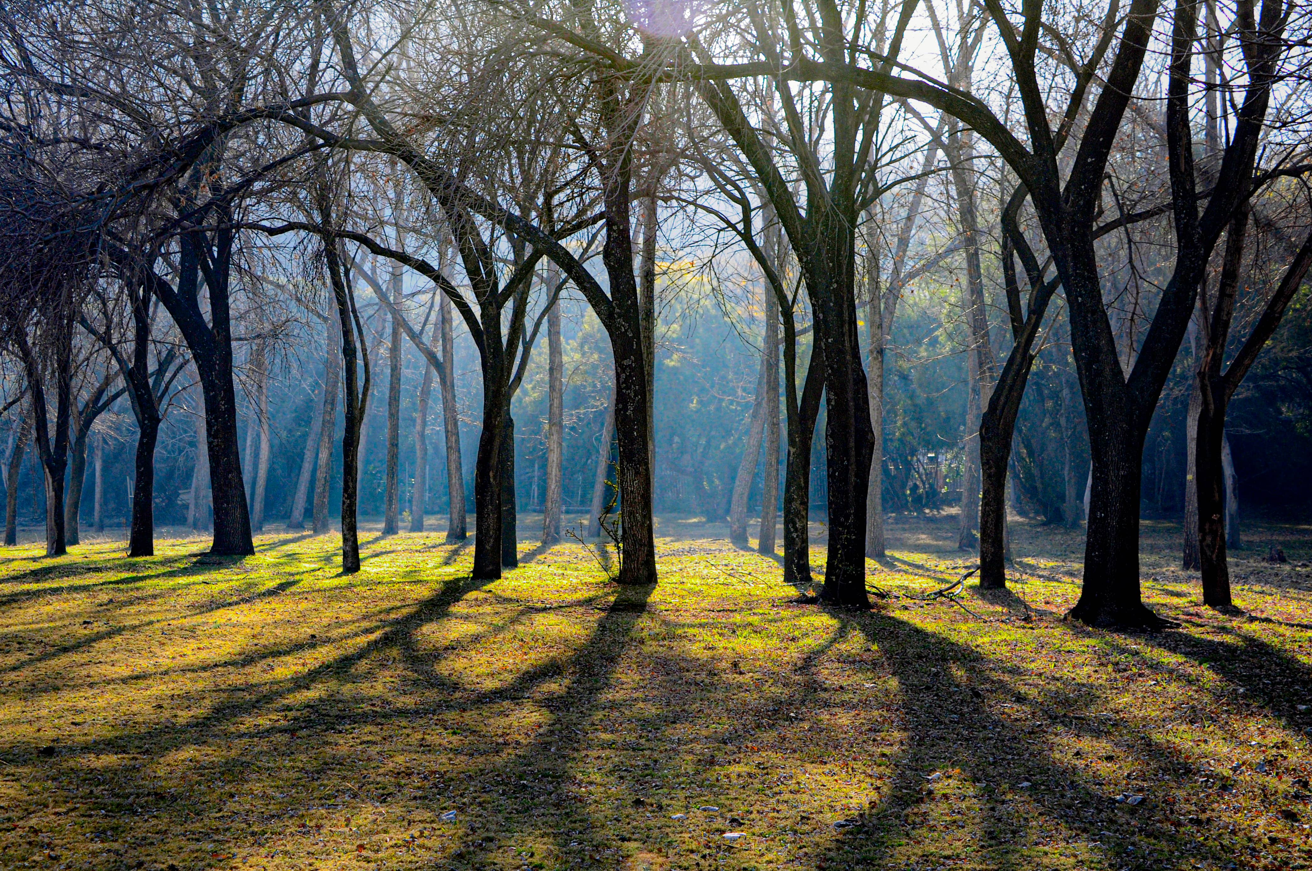 Trees & Shadows.-South Africa