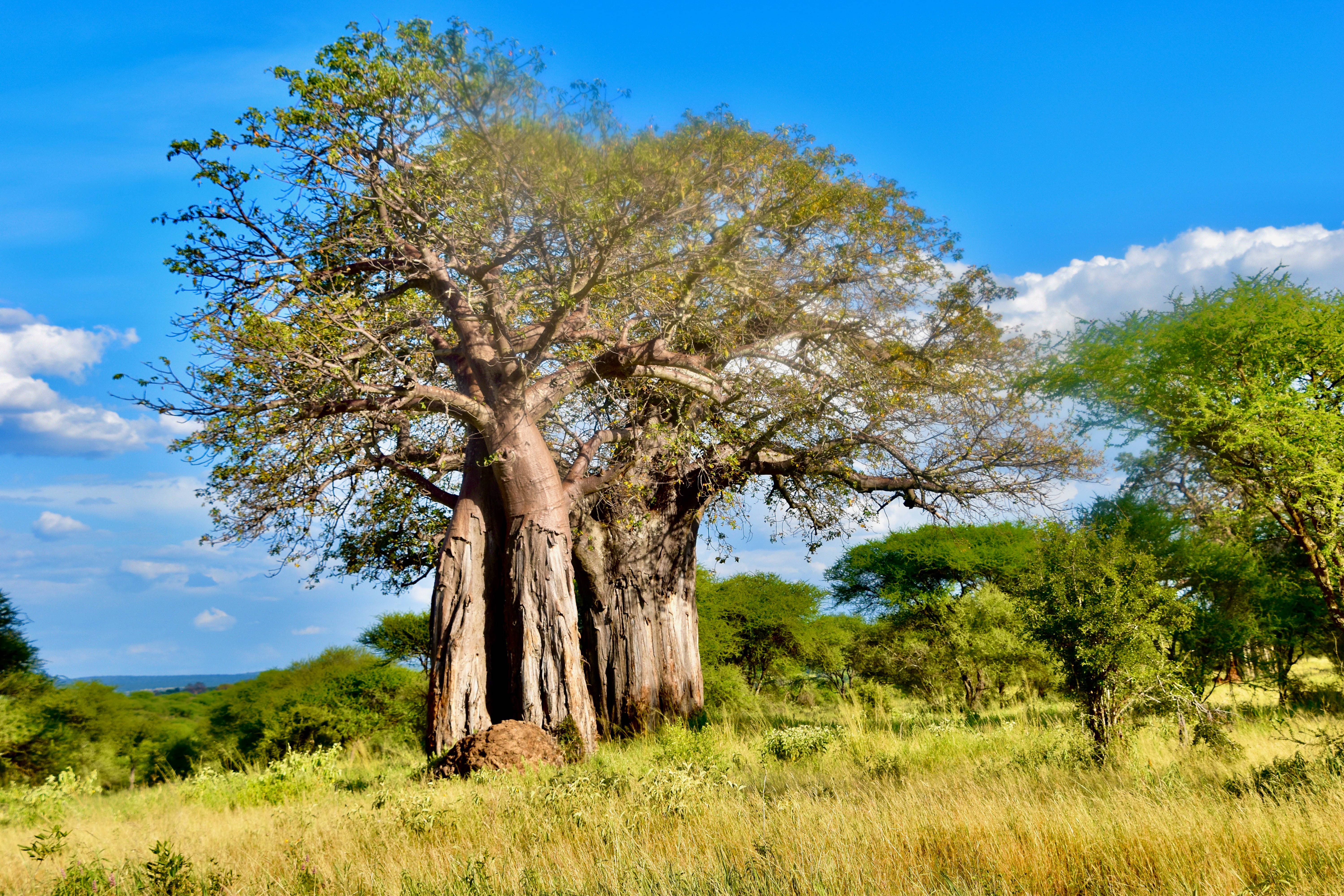 Big & Old Enough.-Tanzania