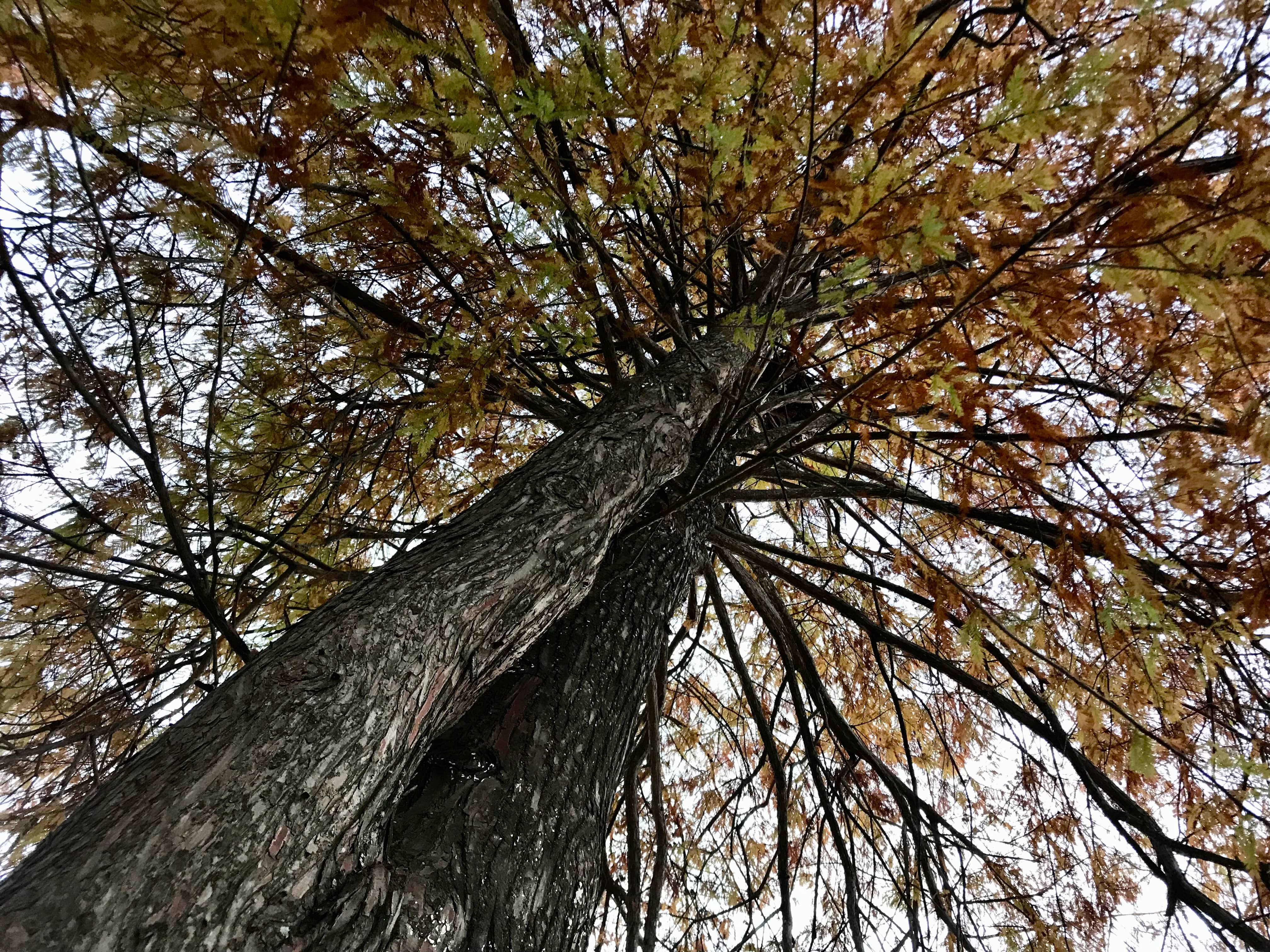 Autumn Tilt-New Orleans
