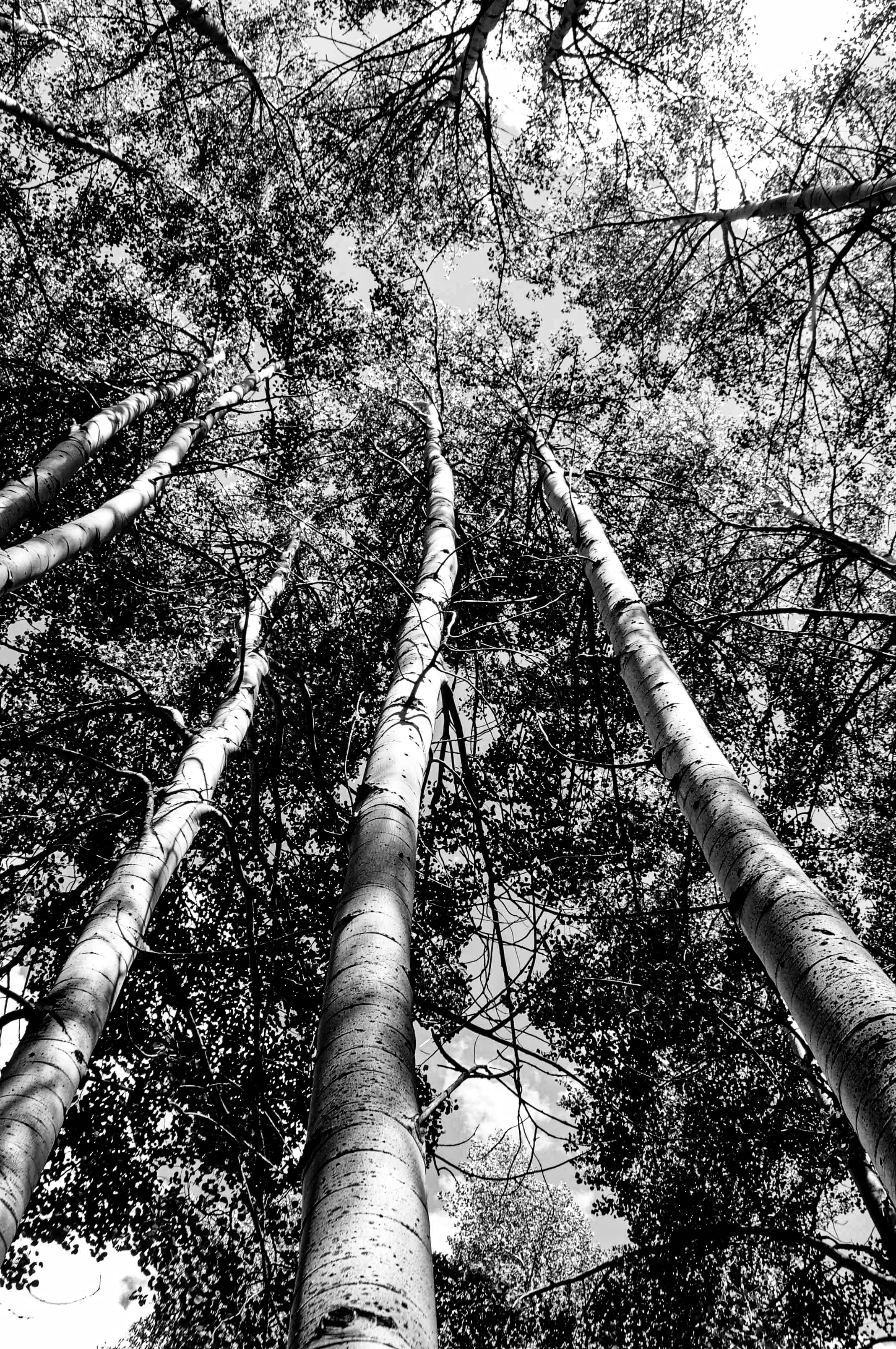 Looking Straight Up