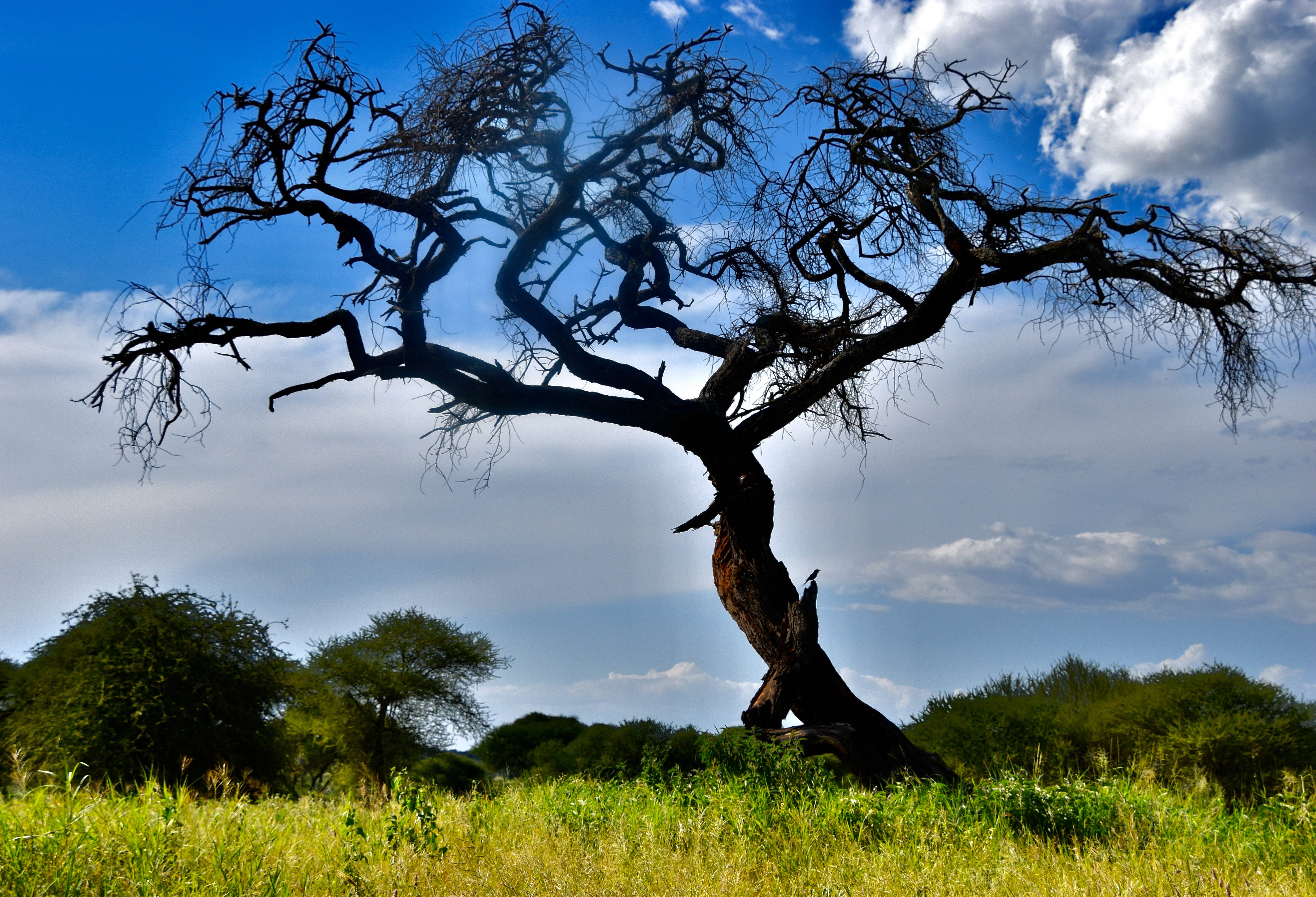Clouding On Top.-South Africa