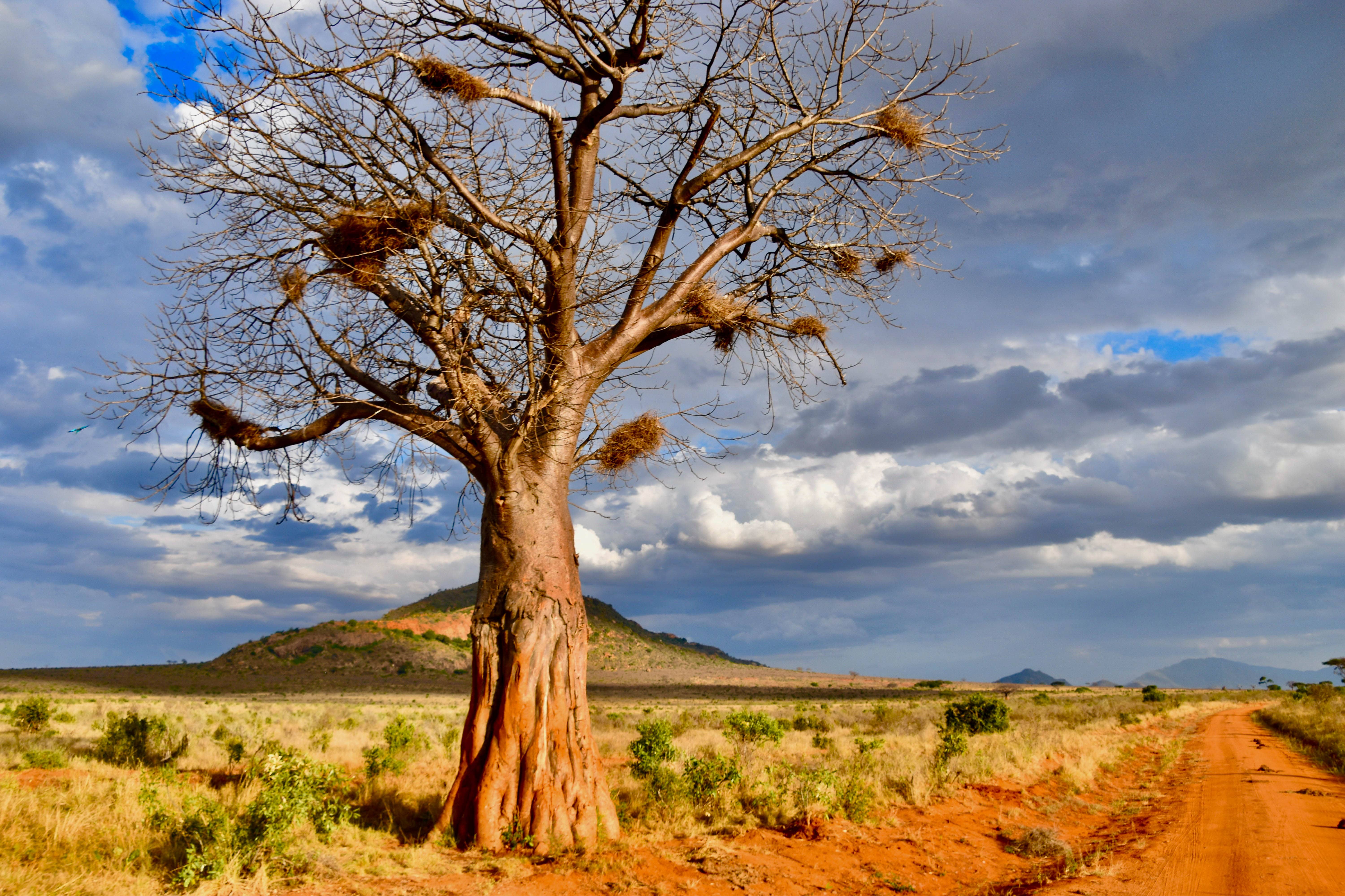 Nests All Over-Tanzania