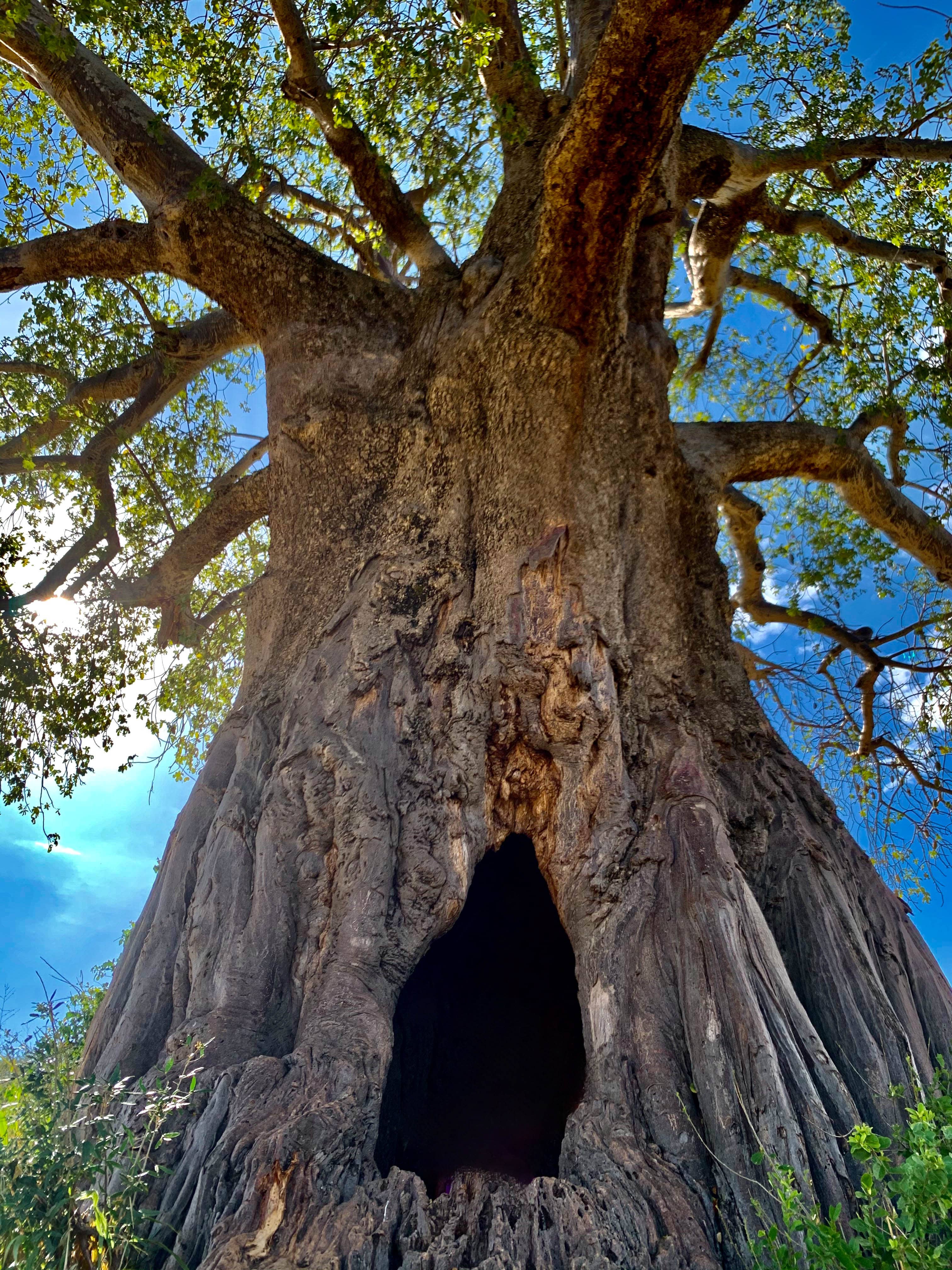 Hollow Being-Tanzania