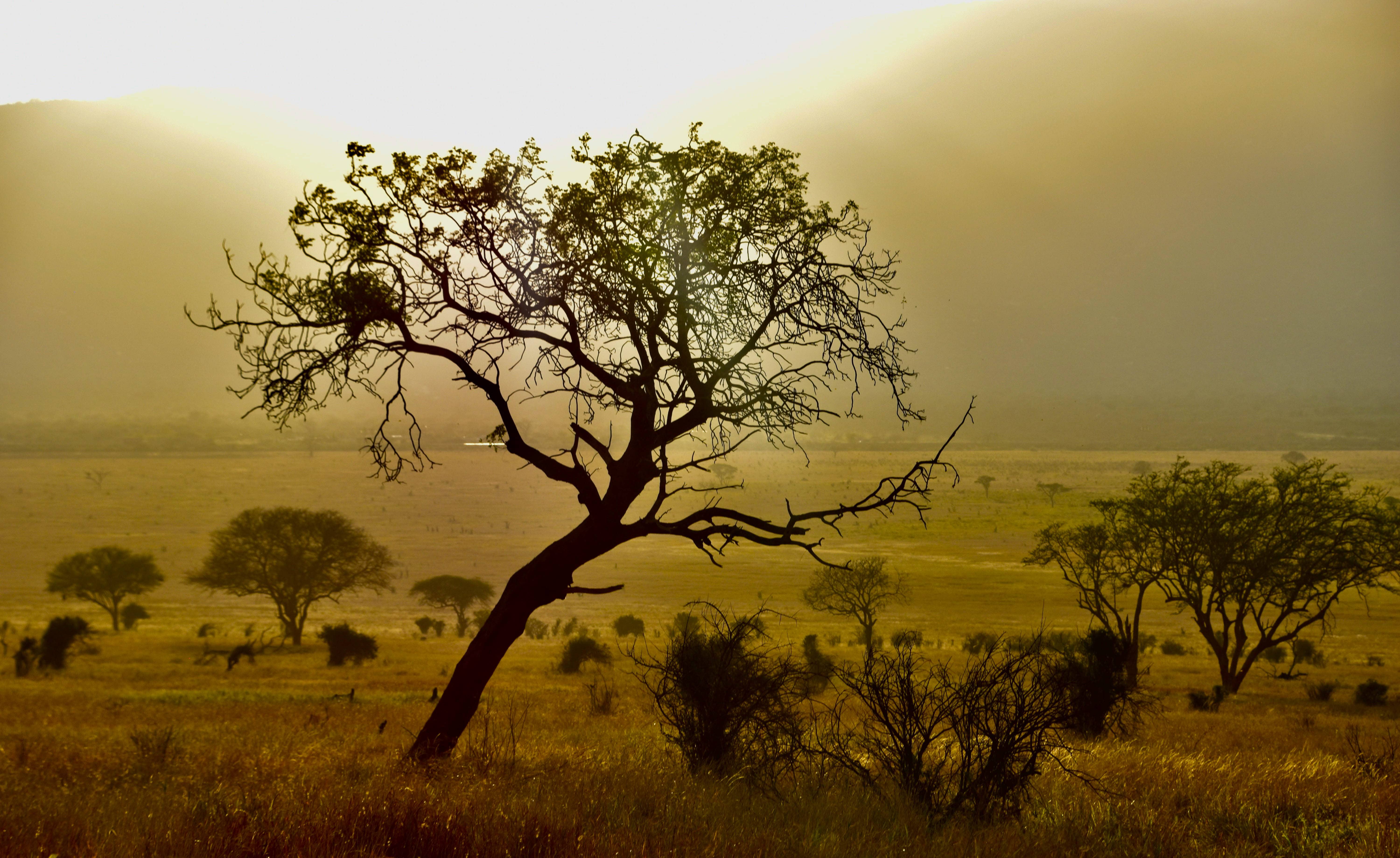 Golden Haze.-Tanzania