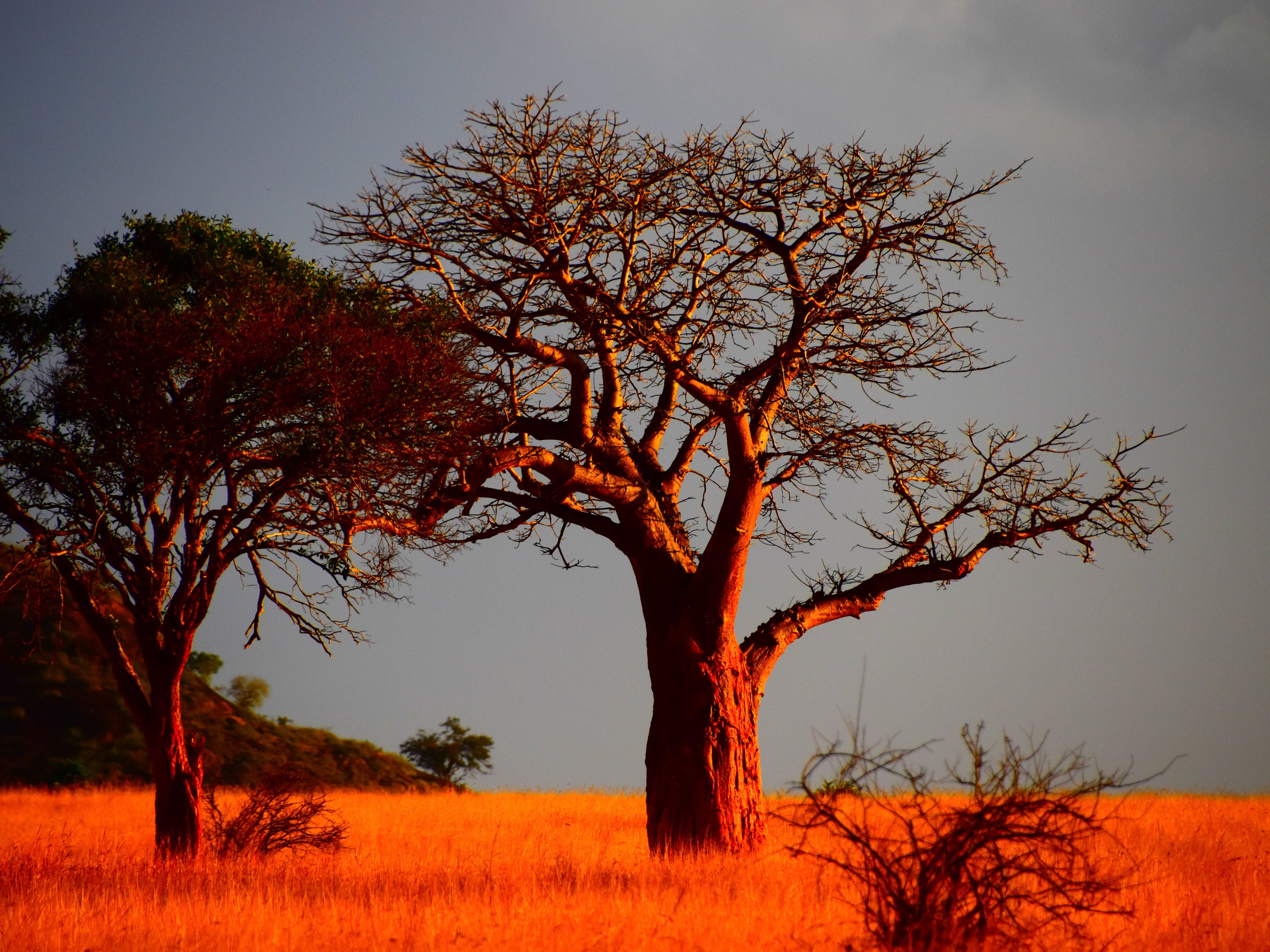Real Red-Tanzania