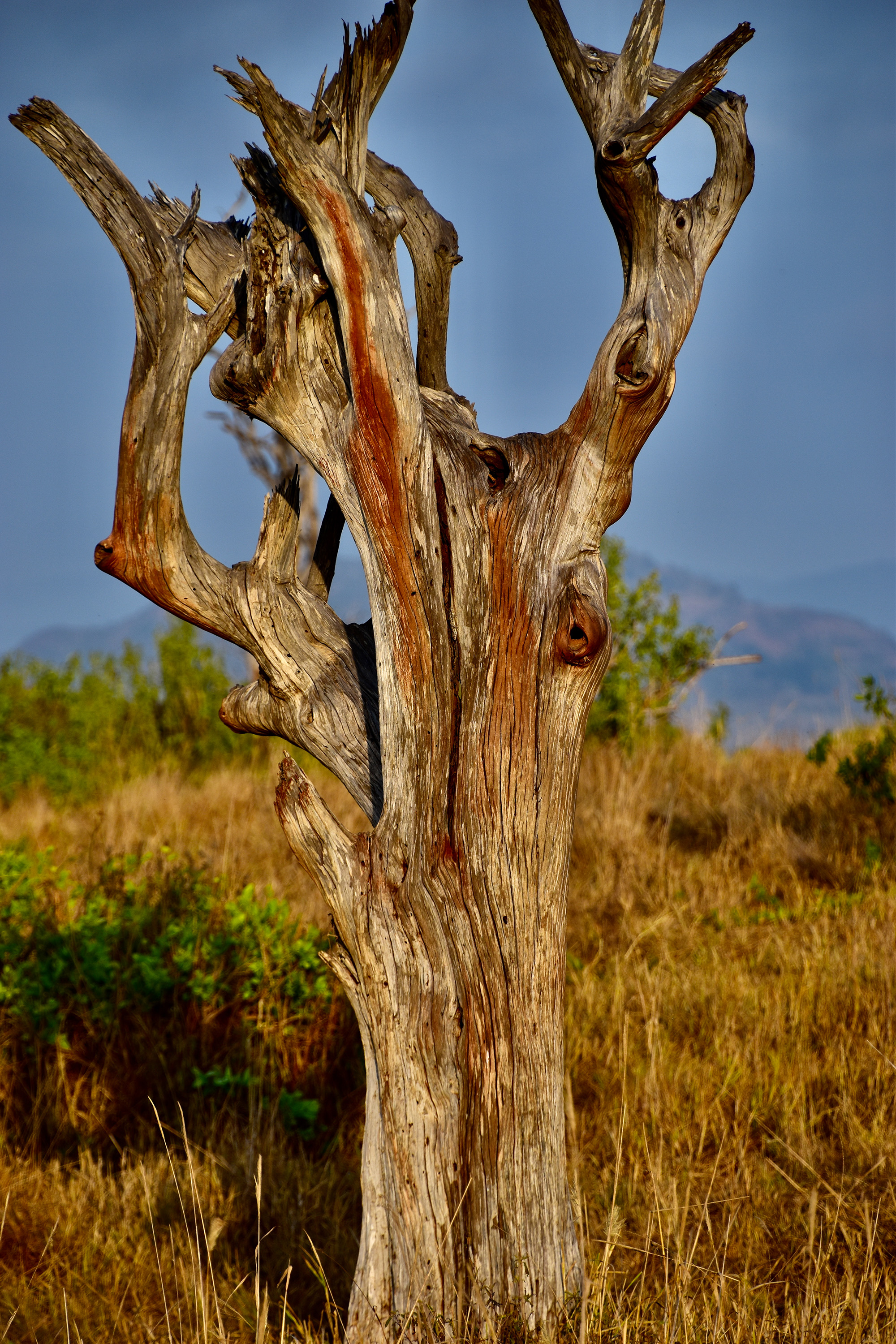 Still Living Upright-Tanzania