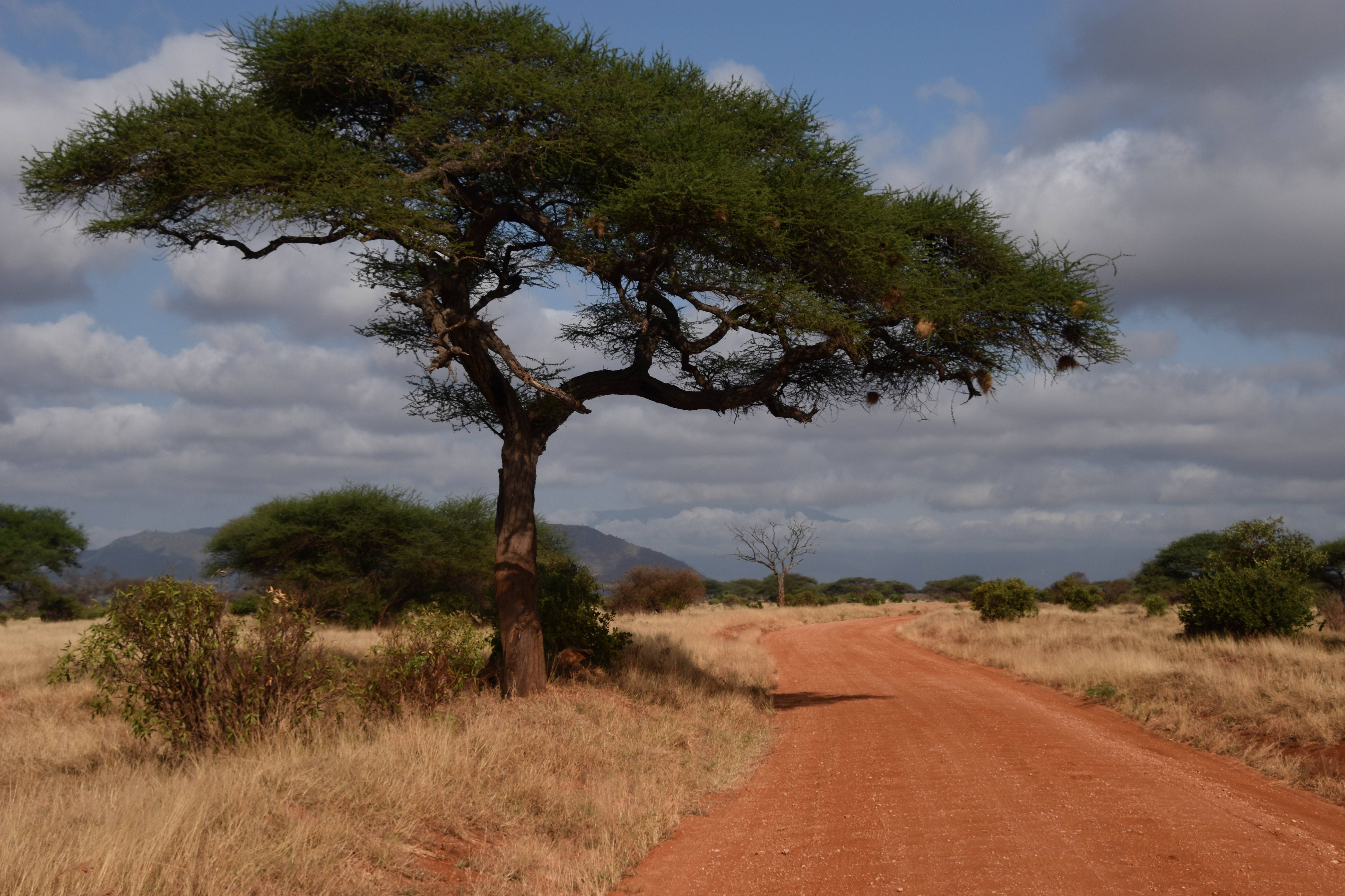 Green Top-Tanzania