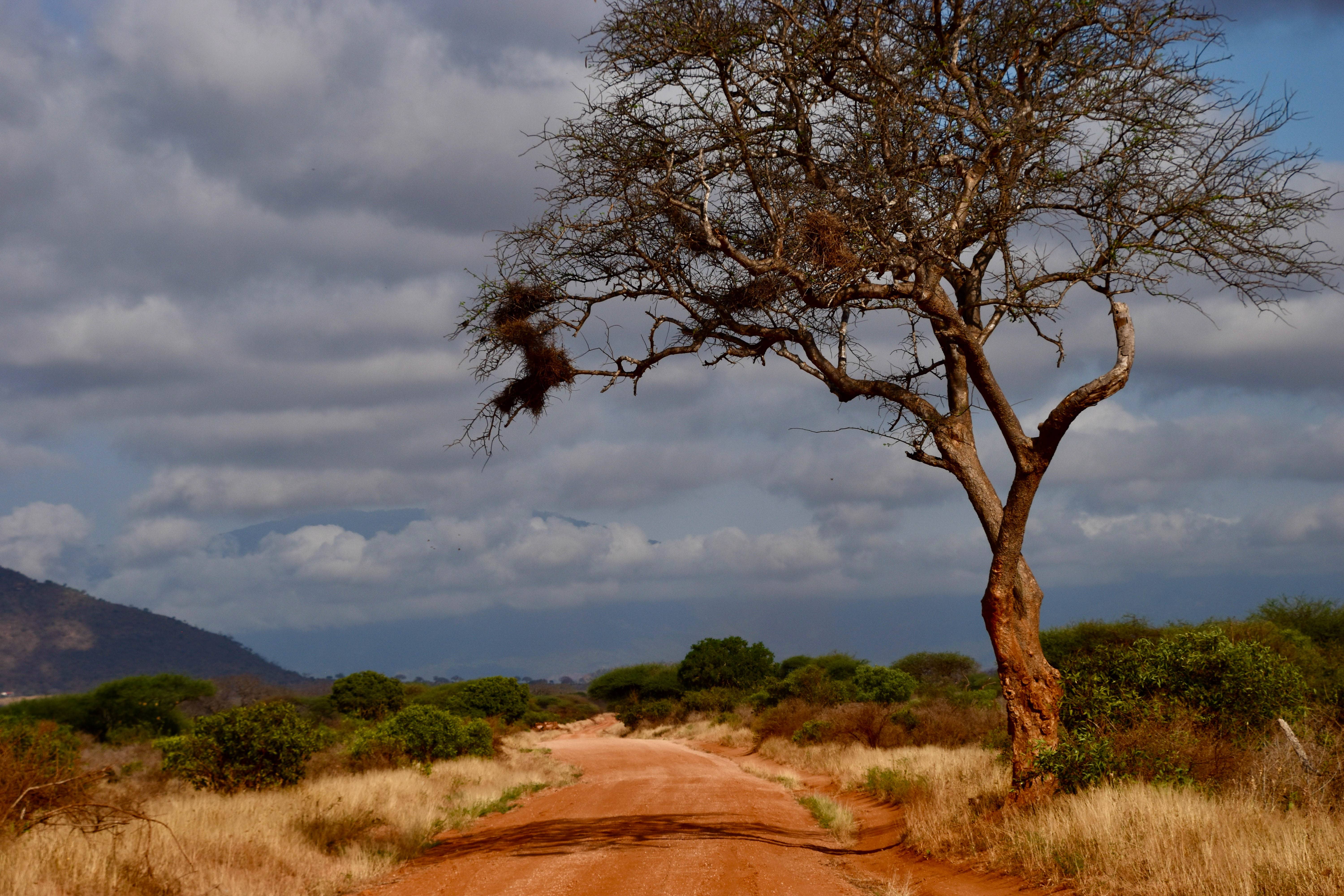 Thin Shading-Tanzania