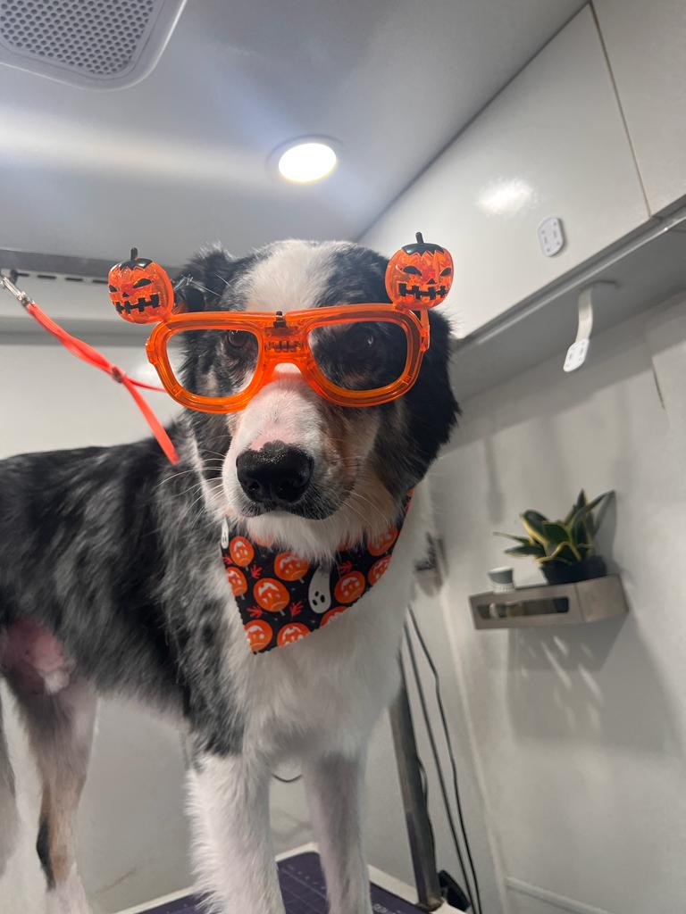 Mobile grooming visit with a calm, happy pup