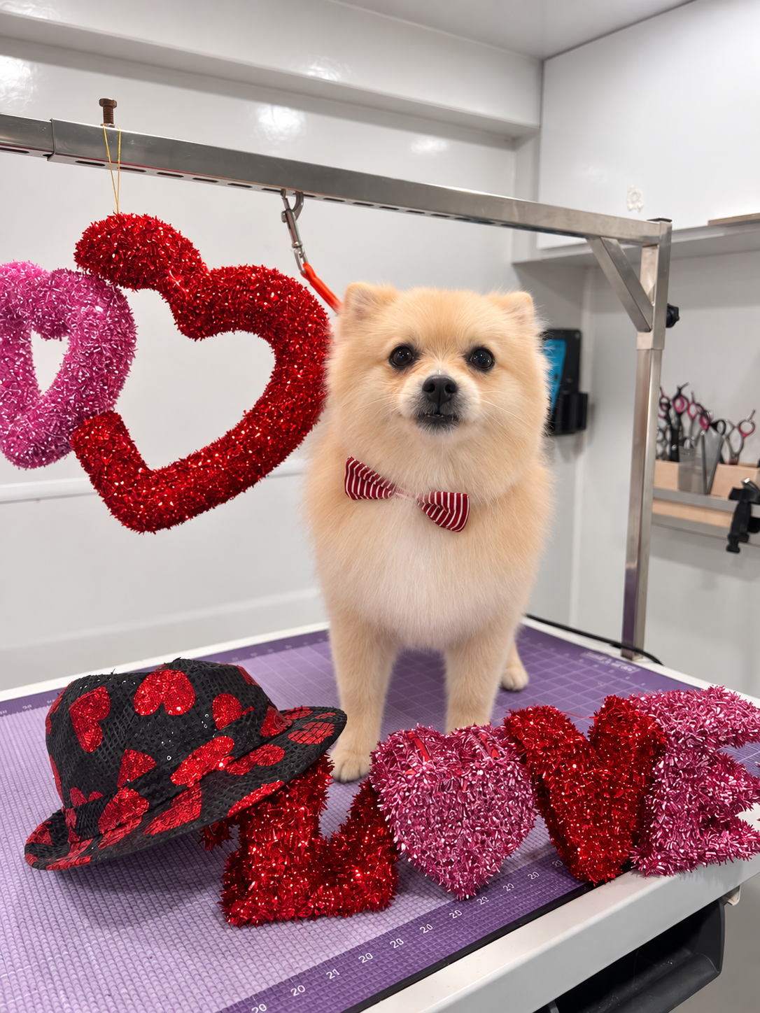 Groomer styling a dog's coat with care