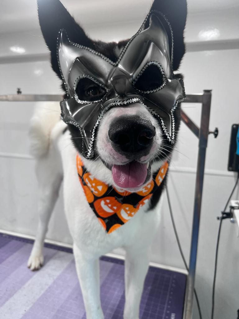 Well-groomed dog looking happy and fresh