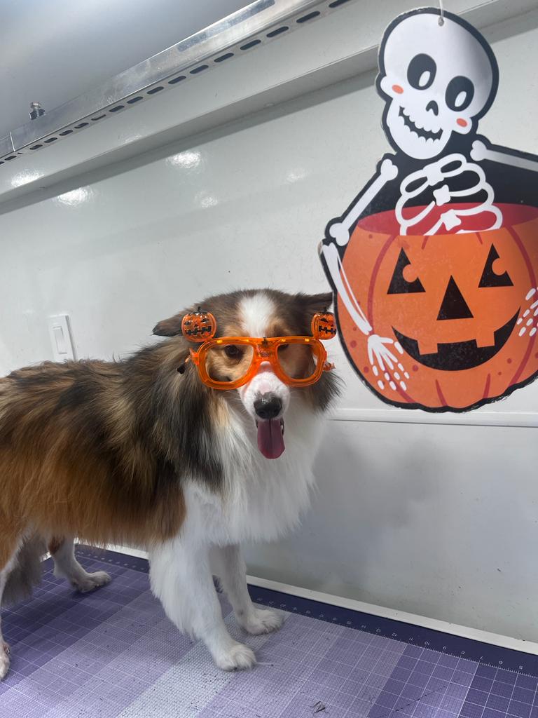 Dog enjoying patient one-on-one grooming attention