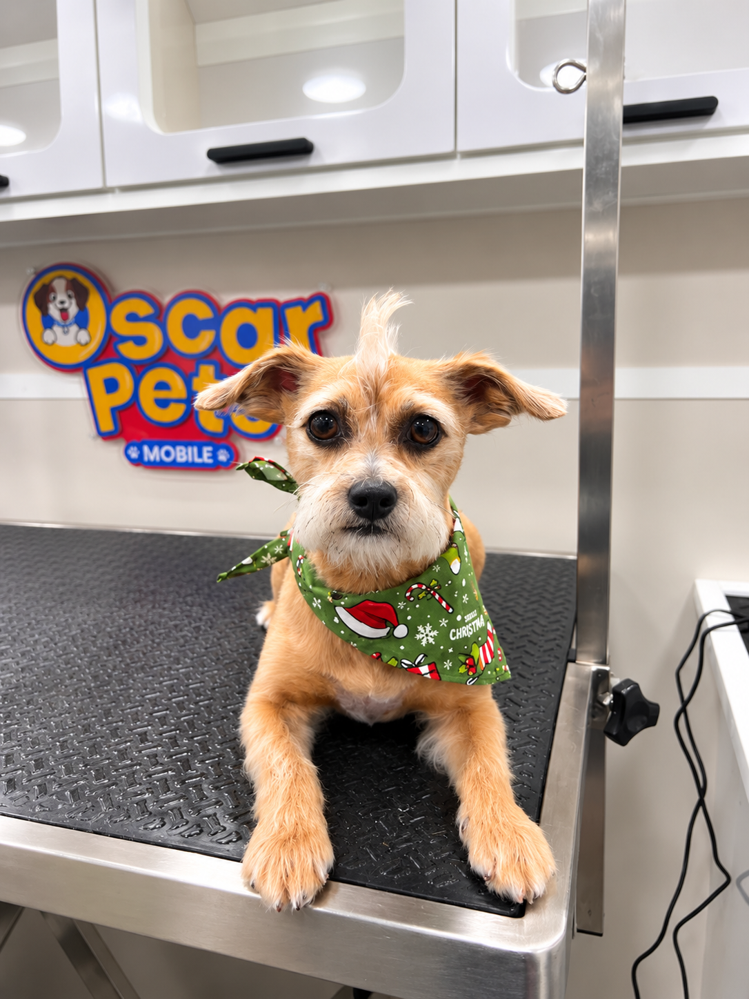 Groomer carefully brushing tangles and mats from a fluffy dog's coat