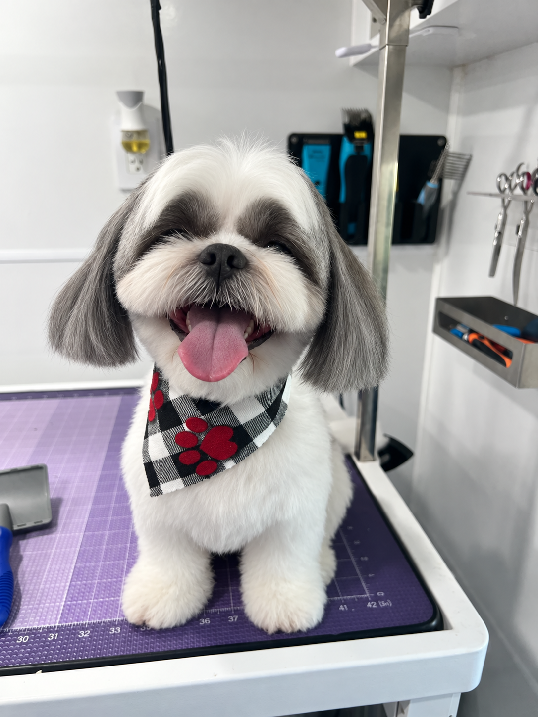 Calm small dog having its nails carefully trimmed during mobile grooming