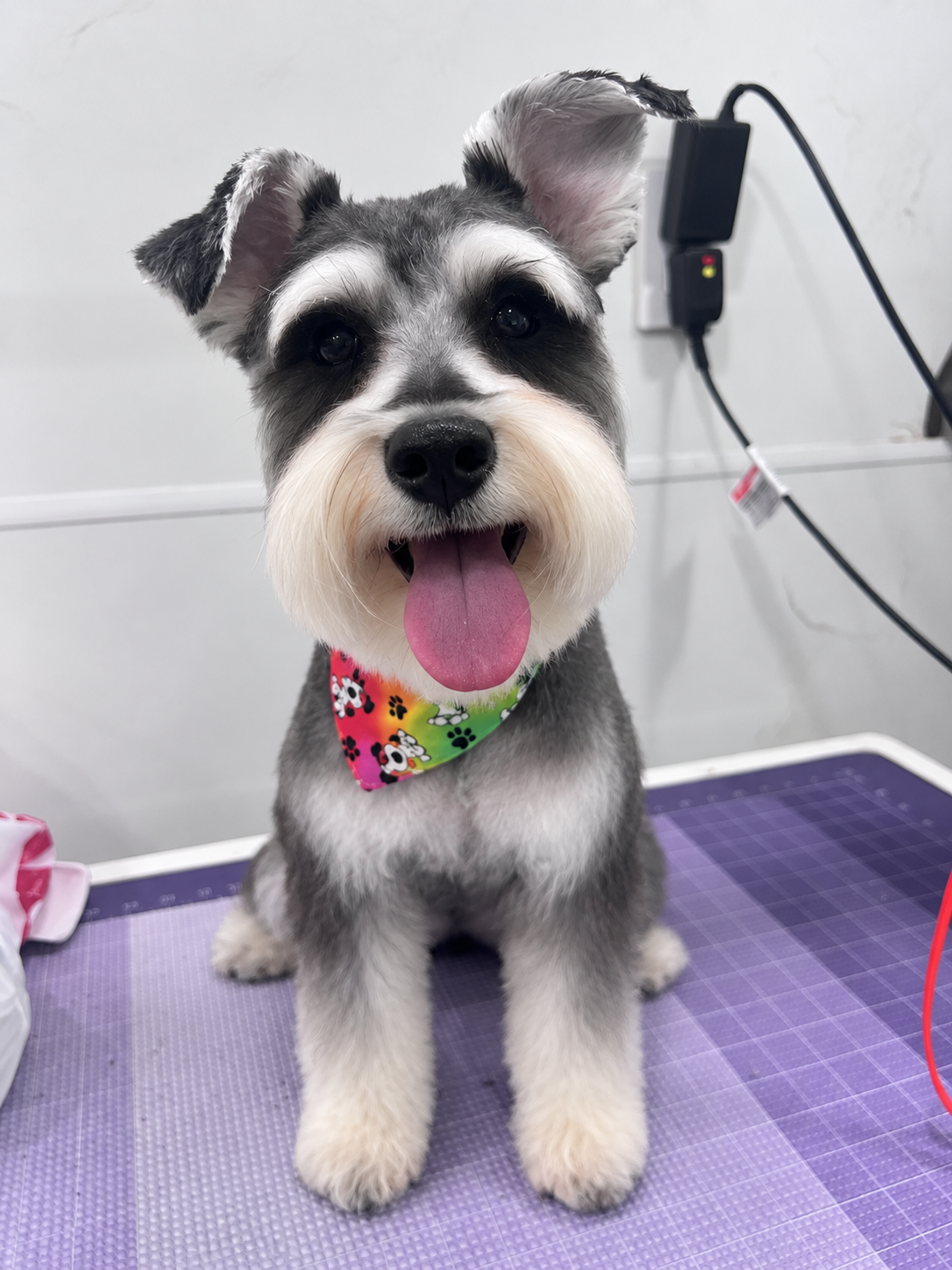 Oscar Pets Mobile grooming van parked in a sunny Florida driveway