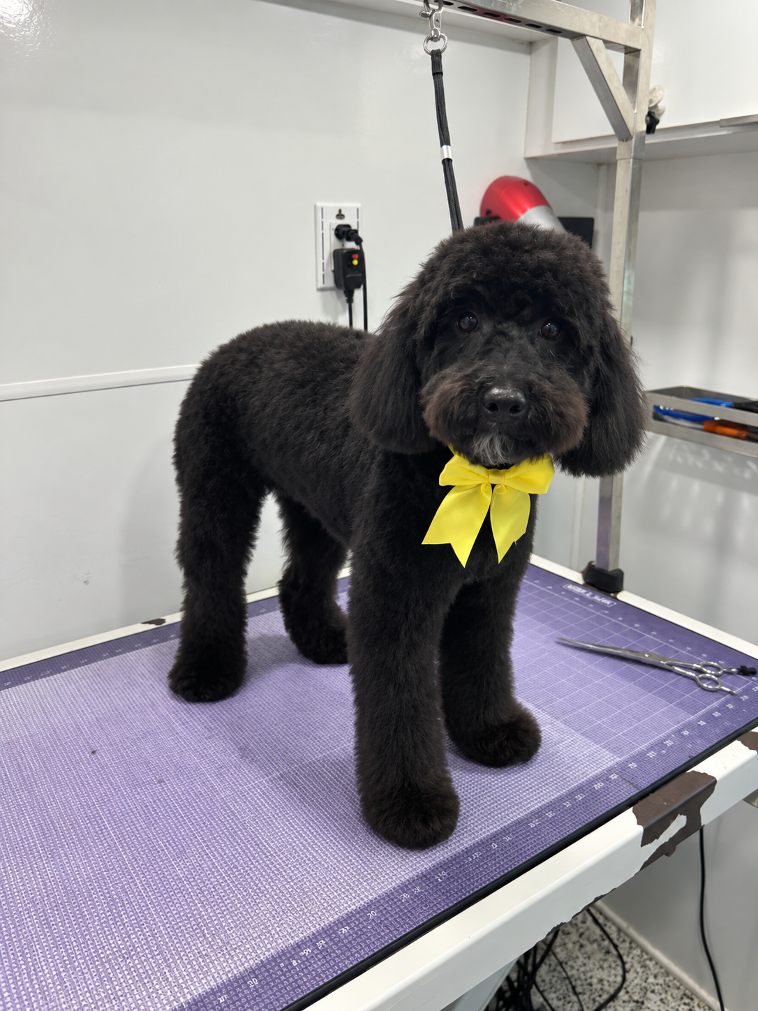 Oscar the mobile groomer with a happy freshly groomed dog
